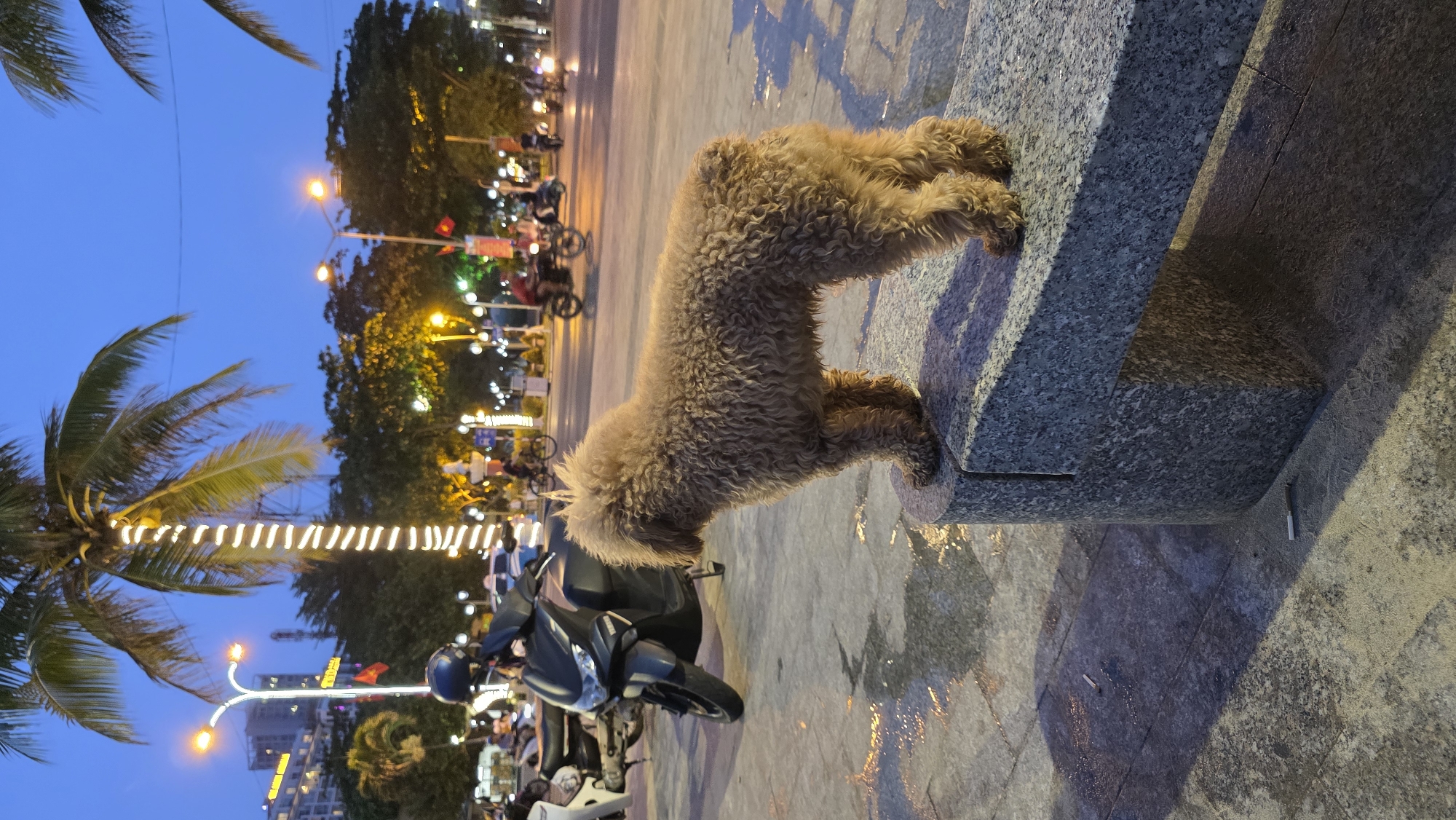 The image depicts an evening scene in an urban outdoor area, likely a promenade or park, in Nha Trang, Vietnam. The central subject is a medium-sized, light brown, curly-haired dog, possibly a poodle or poodle mix, standing on a dark grey, speckled stone bench. Its front paws are positioned higher on the bench, while its hind paws rest on a lower section, suggesting curiosity or playfulness.
The time of day is dusk or early evening, indicated by the deep blue sky and the illumination from various artificial lights. In the background, a busy street or promenade features numerous streetlights with bright yellow-orange glows, along with other scattered lights from distant buildings and possibly vehicles. Several indistinct human figures are visible, moving about in the distance. A dark-colored scooter with a blue helmet on its seat is parked in the mid-ground, to the left of the dog.
To the left of the frame, several palm trees are visible against the twilight sky. One large palm tree in the foreground is decoratively wrapped with white string lights. A red flag with a yellow star, the national flag of Vietnam, is seen hanging from a pole in the mid-ground, confirming the location context. The ground is paved and shows wet patches reflecting the artificial lights. No discernible text is visible in the image.