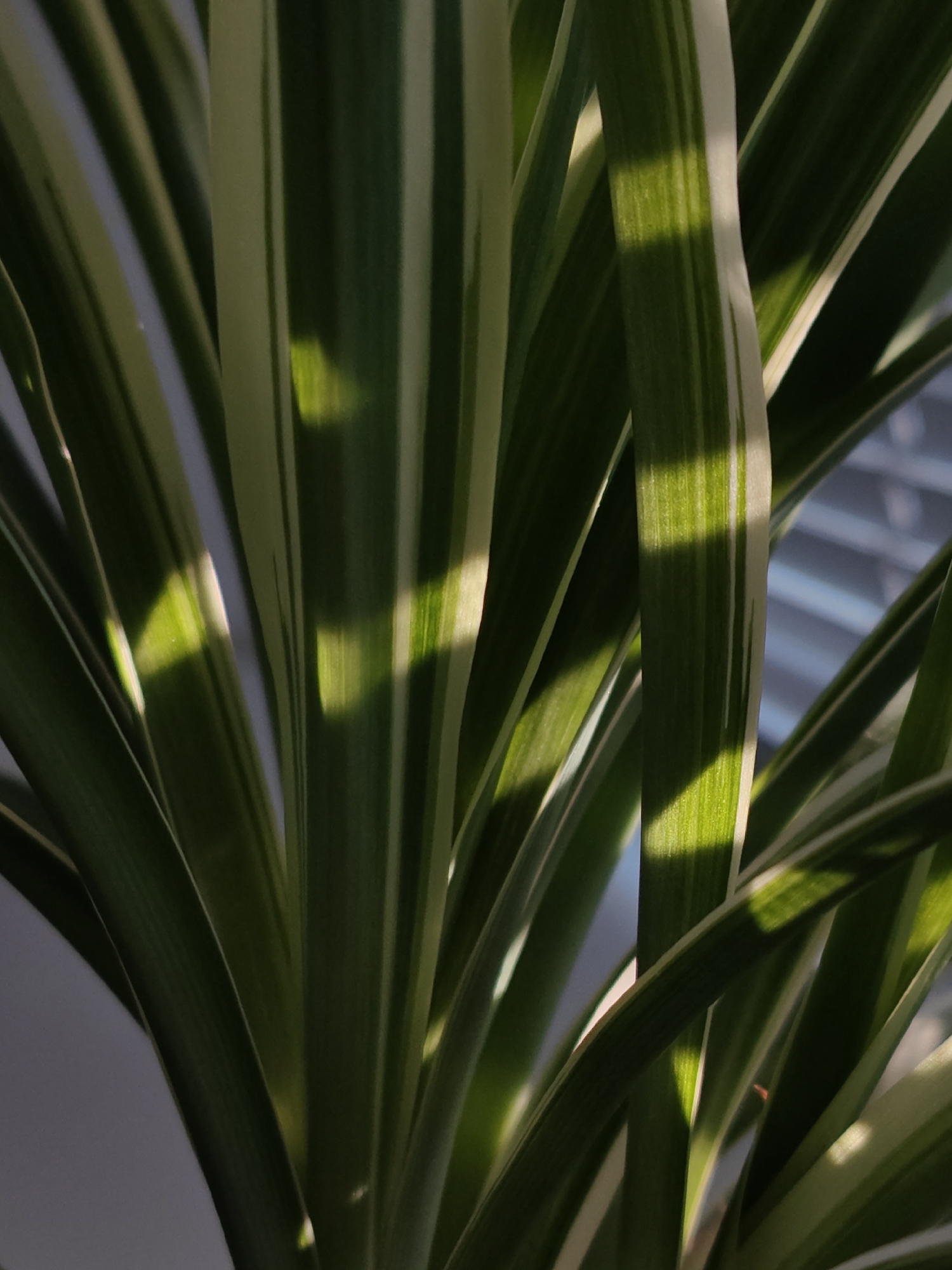 The image is a close-up, low-angle shot of variegated green and white leaves of a plant, possibly a Dracaena, with strong directional sunlight creating distinct rectangular shadows across the foliage. The background is blurred, showing vertical lines that suggest blinds or a window. The lighting indicates it is daytime. There are no people, animals, or any other objects visible. There is no information within the image to suggest a specific location in Tiraspol, Moldova.