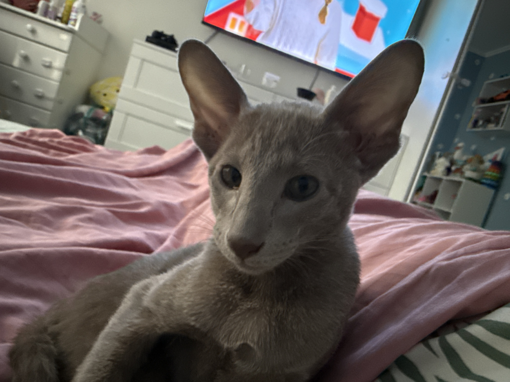 In a Moscow apartment, a light brown cat with large ears lies on a pink blanket on a bed. The cat's gaze is directed towards the viewer. In the background, a television screen displays a colorful image, and several white dressers are visible. The room appears to be a bedroom or living area, with a general sense of domesticity.