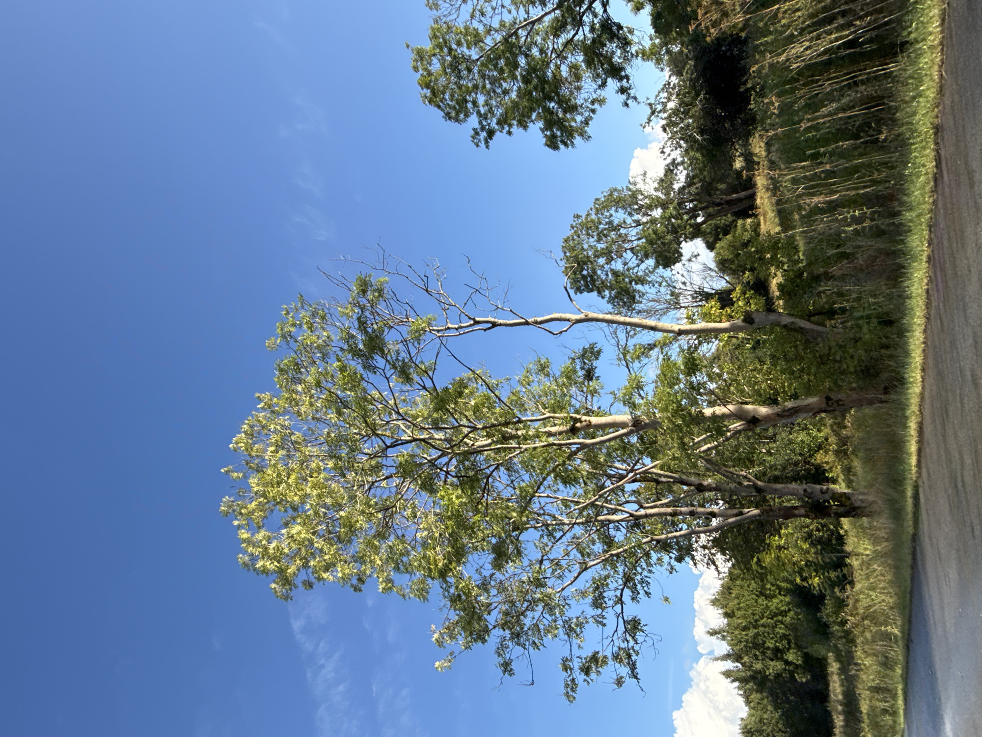 The image depicts a roadside view in a rural or park-like setting, characterized by a bright blue sky with wispy clouds. Several trees with green foliage are visible, with the most prominent being a multi-trunked tree in the foreground, its branches reaching towards the sky. The ground is covered in dry grass and other vegetation, with a paved surface, possibly a road or path, in the lower portion of the frame. The overall scene suggests an outdoor environment on a clear day. There are no people or animals visible in the image. The location is not specified as being in the city of Tallinn, Estonia.