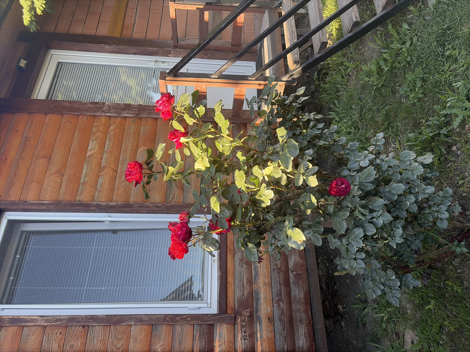 The image depicts a scene outside a wooden building, likely a house or cabin, with a prominent rose bush in the foreground. The building has a rustic aesthetic with horizontal wooden planks of varying shades of brown. To the left, a window with white trim and horizontal blinds is visible. To the right, a door with a similar white frame is present, along with a set of wooden stairs with black metal railings leading up to it. The rose bush is full of deep red roses and lush green foliage. The ground is covered in grass and some bare earth. Sunlight casts shadows, indicating it is likely daytime. The location is specified as Mtskheta, Georgia. There are no people or animals visible in the image, and no specific actions or interactions are taking place. The scene is a still, outdoor environment.