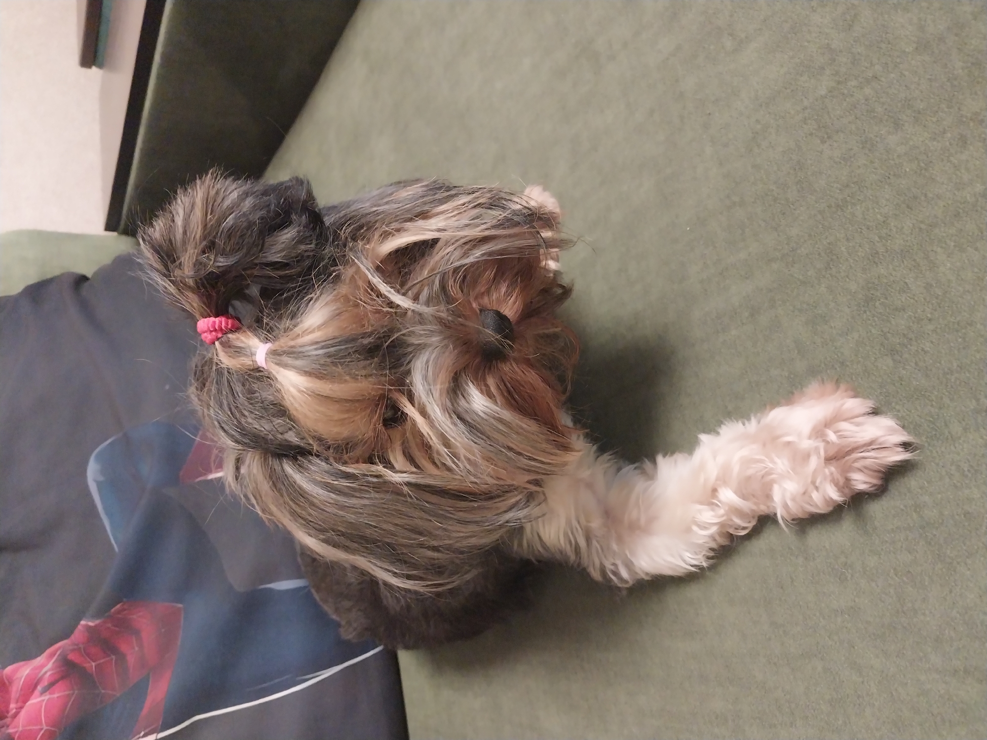 A small, fluffy Yorkshire terrier with long, shaggy tan and dark brown fur is lying on a green couch. Its fur is styled with two small pink hair ties, one of which is clearly visible on top of its head. One of its front paws is extended forward, resting on the couch. The dog's nose is black and it is looking down and slightly to the right. In the background, to the left, is a dark gray pillow with a pattern that appears to be the red and blue suit of a superhero, possibly Spider-Man. To the right of the dog, further into the background, is a dark brown wooden surface, perhaps a table or shelf, with some lighter colored objects on it. The lighting suggests an indoor setting, possibly a living room. There is no information available to specify the location in the city of Dnipro, Ukraine.
