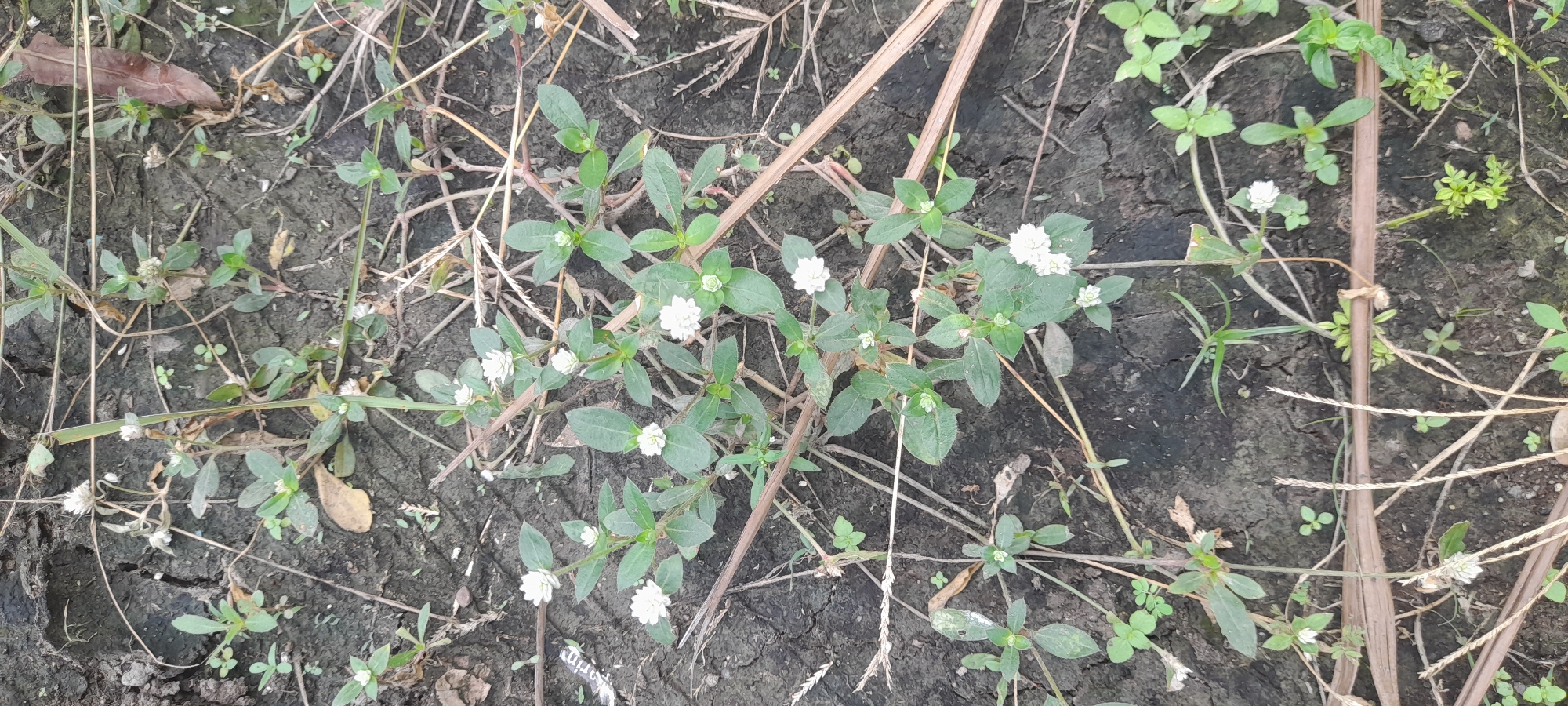 The image shows a patch of cracked, dark soil in an outdoor environment. Several types of small plants are growing in the soil. Some have small, white flowers. There are also dried stems and leaves scattered around the plants. The location is Buketteukuh, Indonesia.