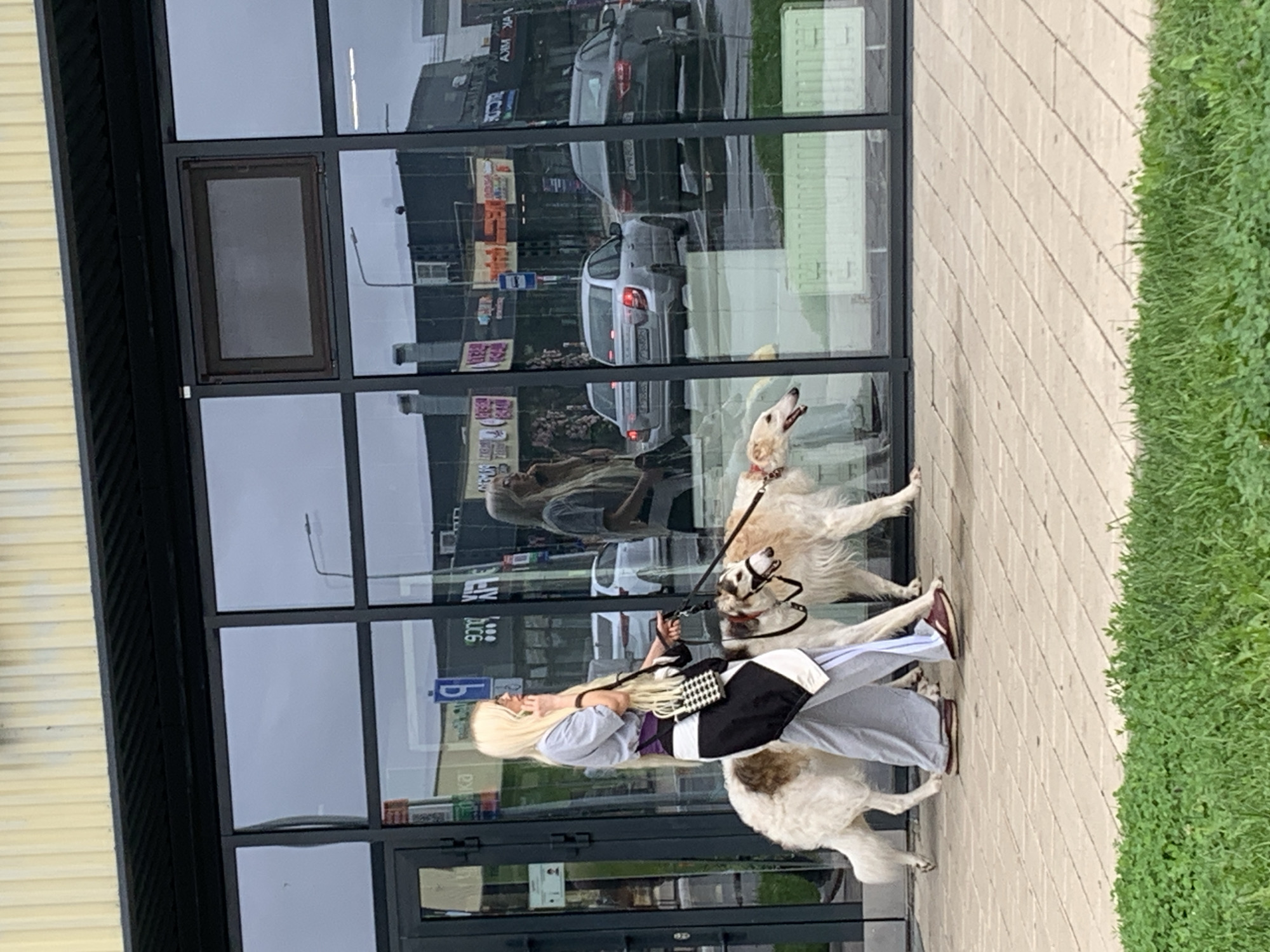 A blond woman in a gray top, purple sash, and light gray pants is walking two Borzoi dogs on leashes in front of a building with large, reflective windows. One dog is light-colored with brown markings, and the other is mostly light-colored with brown ears. The woman is holding a black and white checkered bag. The building's windows reflect cars and buildings across the street, including a gray sedan and a darker sedan. The ground is paved with light-colored rectangular tiles, and green grass is visible in the foreground. The scene appears to be in Novoe Shigaleevo, Russia, based on the context provided.