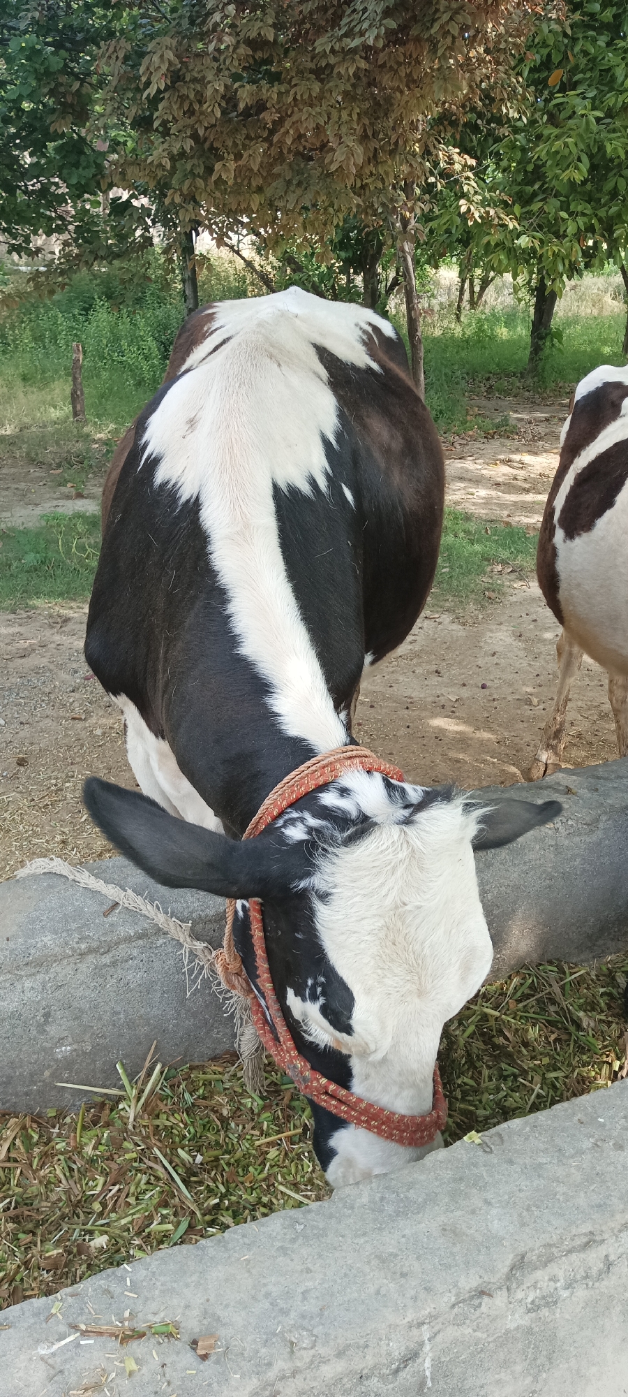 A medium shot of a black and white cow eating grass from a gray trough. The cow has a red rope around its neck. Another cow is partially visible on the right side of the frame. Trees and green vegetation are visible in the background. The location is Unknown, Unknown.