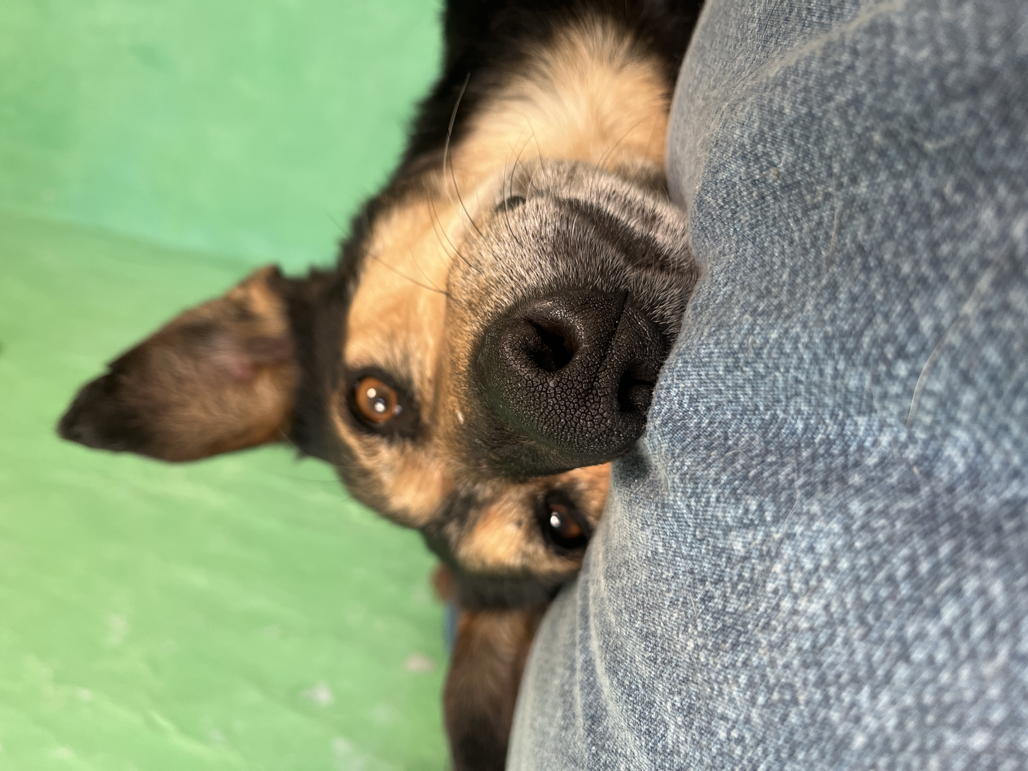 The image shows a close-up of a German Shepherd dog lying down, with its head resting on a blue denim surface. The dog has brown eyes and a black nose. The background is a textured green wall. The image does not contain any information or visual cues that would indicate its location in Nizhny Tagil, Russia.