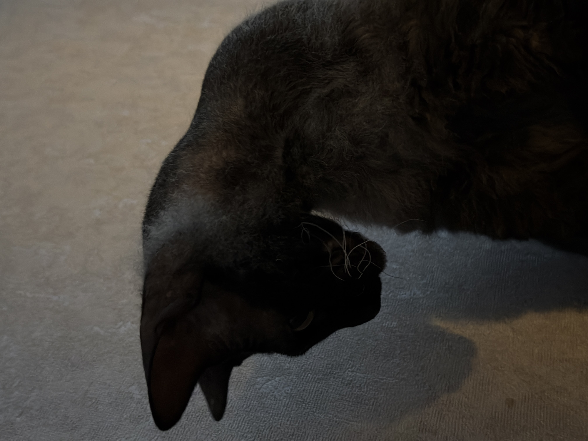 An indoor photograph captures a single dark-furred cat, facing its right side, with its head sharply angled downwards and slightly left. The cat's short, textured fur displays dark grey and brown tones, appearing near black in shadowed regions. Partially visible yellowish-green eyes and prominent white whiskers are present. The background is a light grey, textured wall. Illumination is low, originating from the upper right, casting shadows on the cat's face, neck, and the lower wall section. No other individuals or objects are visible, and no interactions are observed. The scene is indoors; specific location details within the city of Unknown, Unknown are indeterminate.