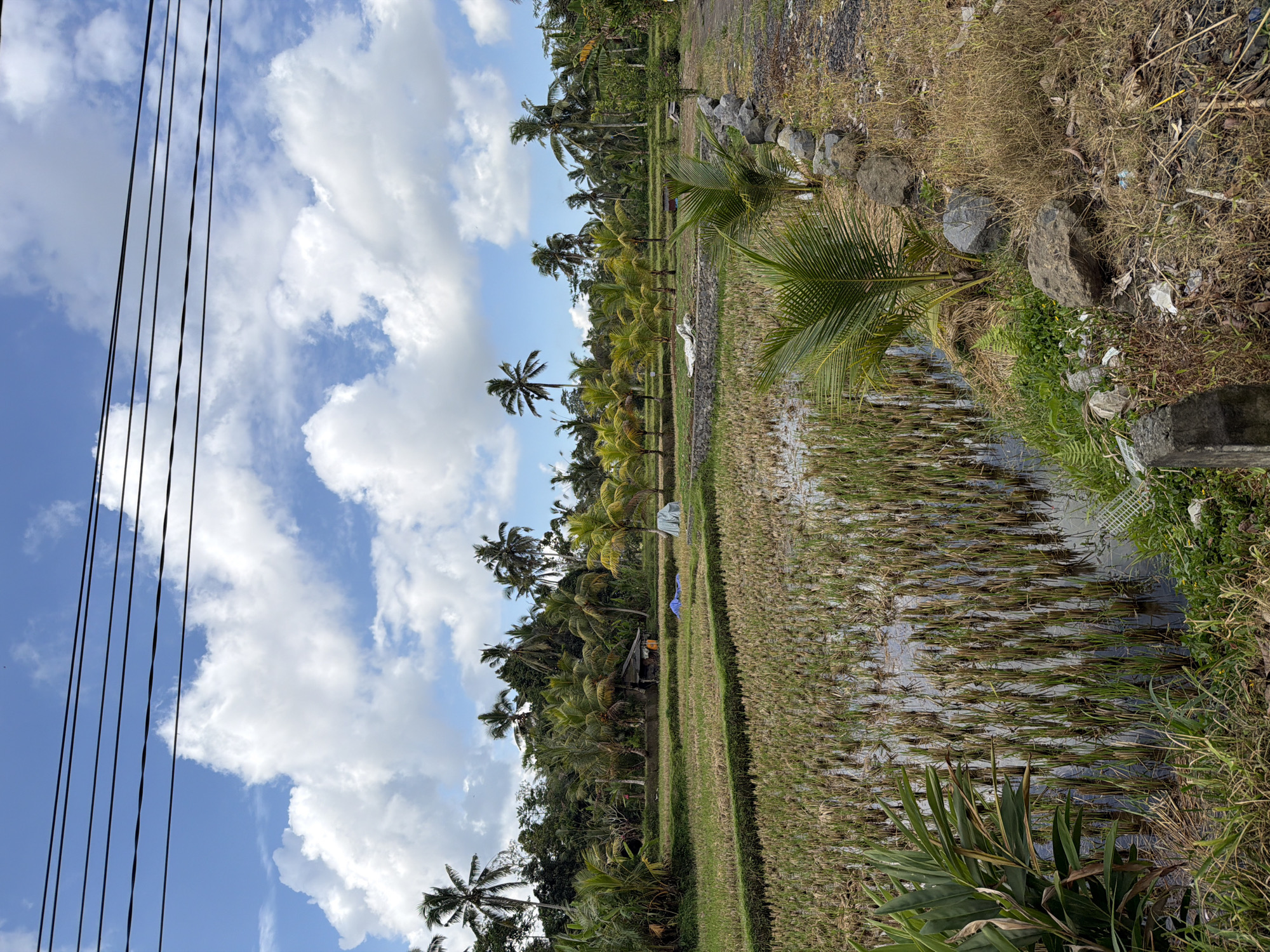 This is a photograph of a rural landscape in Tampaksiring, Indonesia, characterized by lush greenery and rice paddies. The scene is dominated by a bright blue sky filled with fluffy white clouds. Overhead, dark power lines stretch across the frame, cutting through the sky.
In the foreground, a flooded rice paddy is visible, filled with the remnants of harvested rice stalks. The water reflects the sky and the surrounding vegetation. To the left, a large-leafed plant stands prominently.
Beyond the rice paddy, there are tiered rice fields, some of which appear to be cultivated. A small, rustic wooden structure with a thatched roof is situated in the middle ground, partially obscured by foliage. Two white tarpaulins or covers are also visible near this structure, suggesting some form of temporary shelter or storage.
A dense arrangement of palm trees and other tropical vegetation forms a backdrop behind the rice fields, creating a vibrant green wall. Several taller palm trees rise above the canopy. A stone wall, partially overgrown with grass and weeds, lines the edge of the rice field on the right side of the image, separating it from a dirt path or unpaved area. This area on the right also shows dry grass and some scattered litter.
The overall impression is one of a tranquil, agricultural environment bathed in natural light, typical of the Indonesian countryside.