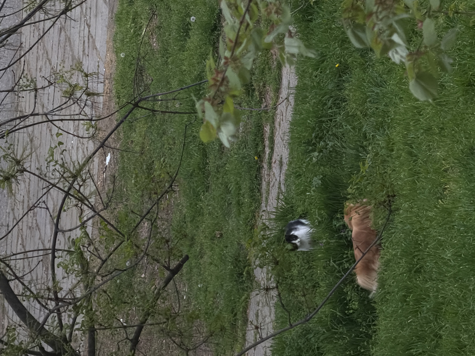 The image displays an outdoor scene in Plovdiv, Bulgaria, featuring a light-colored, worn path winding through lush green grass. Prominent in the foreground are bare tree branches and others with small green leaves, framing the upper and lower portions of the scene. On the left side of the path, a black and white cat is visible, partially obscured by the grass, looking towards the left. On the right side of the path, a golden-brown dog is lying down, with its back and fluffy tail visible amidst the tall grass. Scattered white dandelion puffballs and a single yellow flower are interspersed within the green expanse. The lighting is soft and diffused, characteristic of an overcast day or indirect sunlight. There are no human subjects or visible text. The scene conveys a peaceful atmosphere with the animals resting in a natural, green environment.