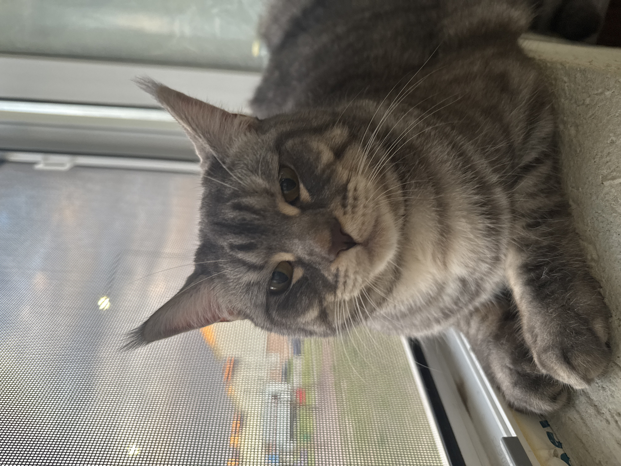 The image shows a close-up of a grey tabby cat sitting on a windowsill. The cat is looking directly at the camera with a slightly stern expression. Its fur is a mix of grey and black stripes. The windowsill is made of a textured, light-colored material, and there is a white window frame behind it. Through the window, a screened-in view of the outdoors is visible. The sky appears overcast with some hints of sunset colors. In the background, out of focus, there are some buildings and what appears to be a grassy area. The scene does not contain any specific indicators that place it in the city of Kuyuki, Russia.