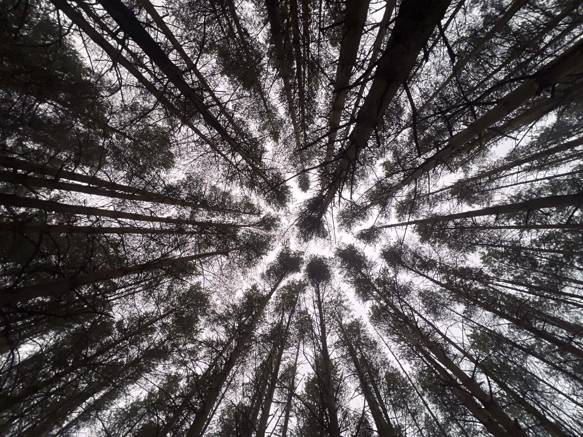The image shows a view looking upwards into a dense pine forest. The trunks of the trees are dark and appear to converge towards the center of the frame, creating a radial pattern. The branches are dense and intertwined, partially obscuring the sky. The sky appears light gray or white, possibly overcast. The photograph may have been taken in the city of Chaikovsky, Russia.