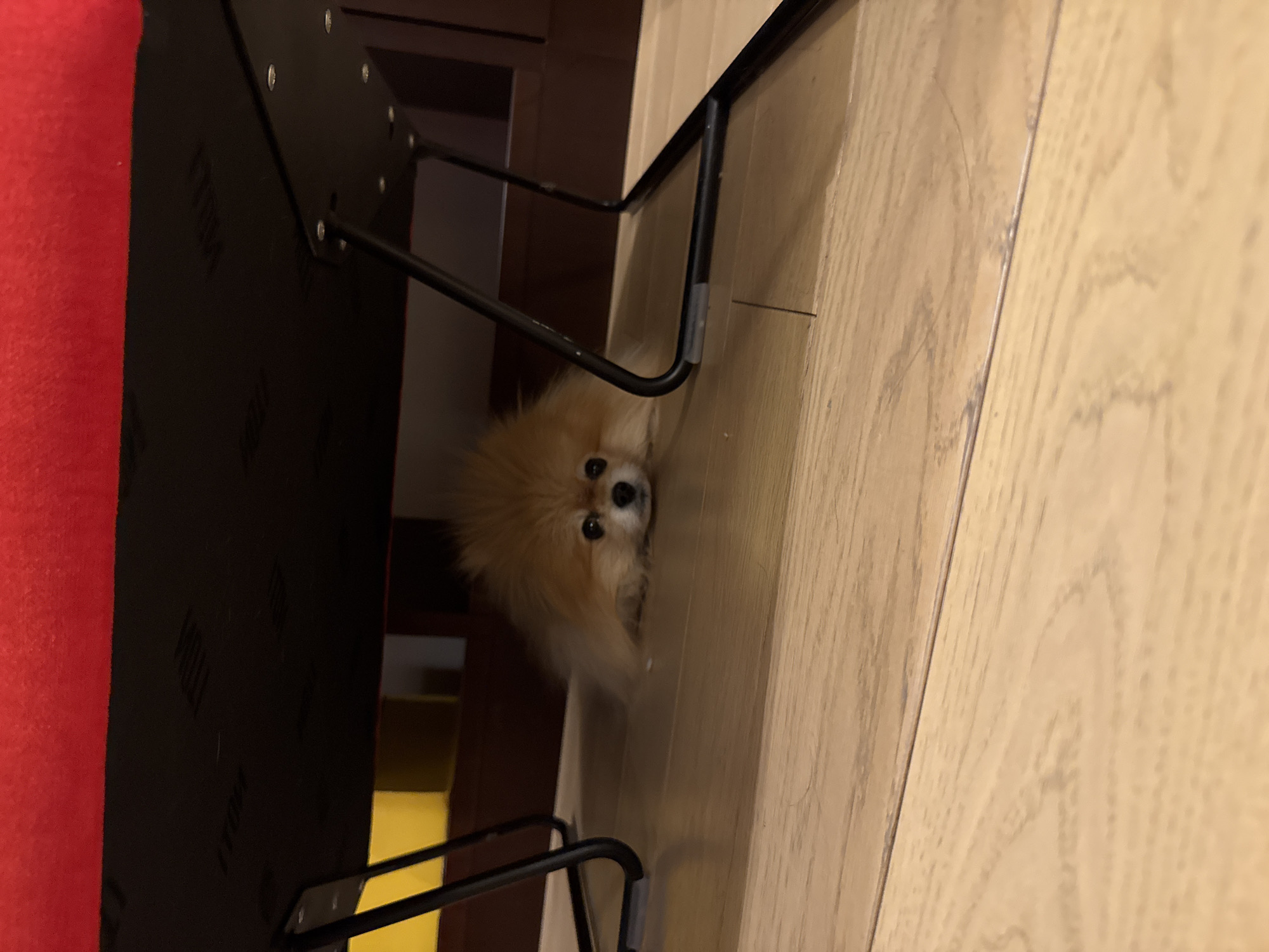 A light brown Pomeranian dog peers out from under a dark-colored piece of furniture, possibly a sofa or bed, which has a red-covered side and a black undercarriage with metal legs. The dog is looking directly at the viewer, its eyes clearly visible. The floor is light-colored wood, and there appears to be a doorway or opening behind the furniture. There is insufficient information to determine the location as Warsaw, Poland.