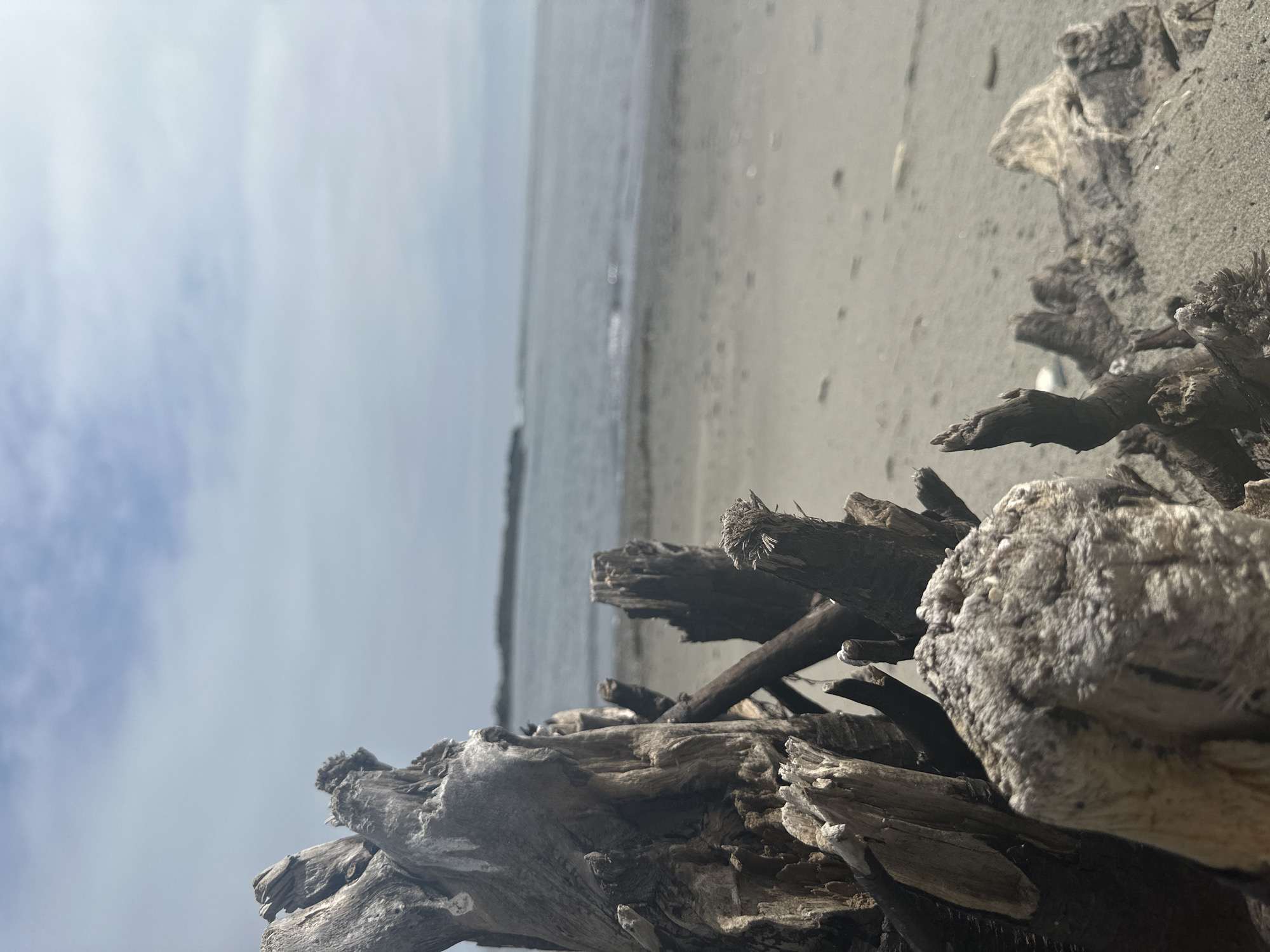 The image captures a close-up view of weathered driftwood on a sandy beach. The driftwood is the primary subject, with its rough, splintered textures and muted gray and brown tones dominating the foreground. In the background, the sea stretches out under an overcast sky, with a distant landmass visible on the horizon. The sand is a pale, neutral color, showing subtle indentations that suggest footprints or the movement of small objects. The scene is devoid of any human activity or structures, creating a sense of natural solitude. The lighting is soft and diffused, typical of a cloudy day, contributing to the serene and slightly somber mood of the composition. The location is specified as Zaozernoe, Russia.