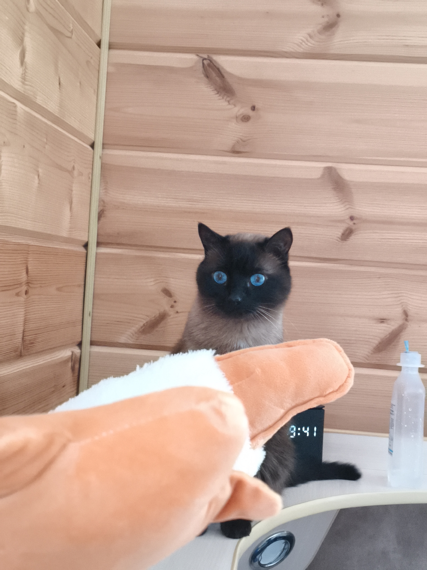 A Siamese cat with blue eyes is perched behind a digital clock displaying "9:41", a water bottle, and an orange stuffed animal on a white surface. The background consists of a light wood wall paneling. The location is Русский Вожой, Russia.