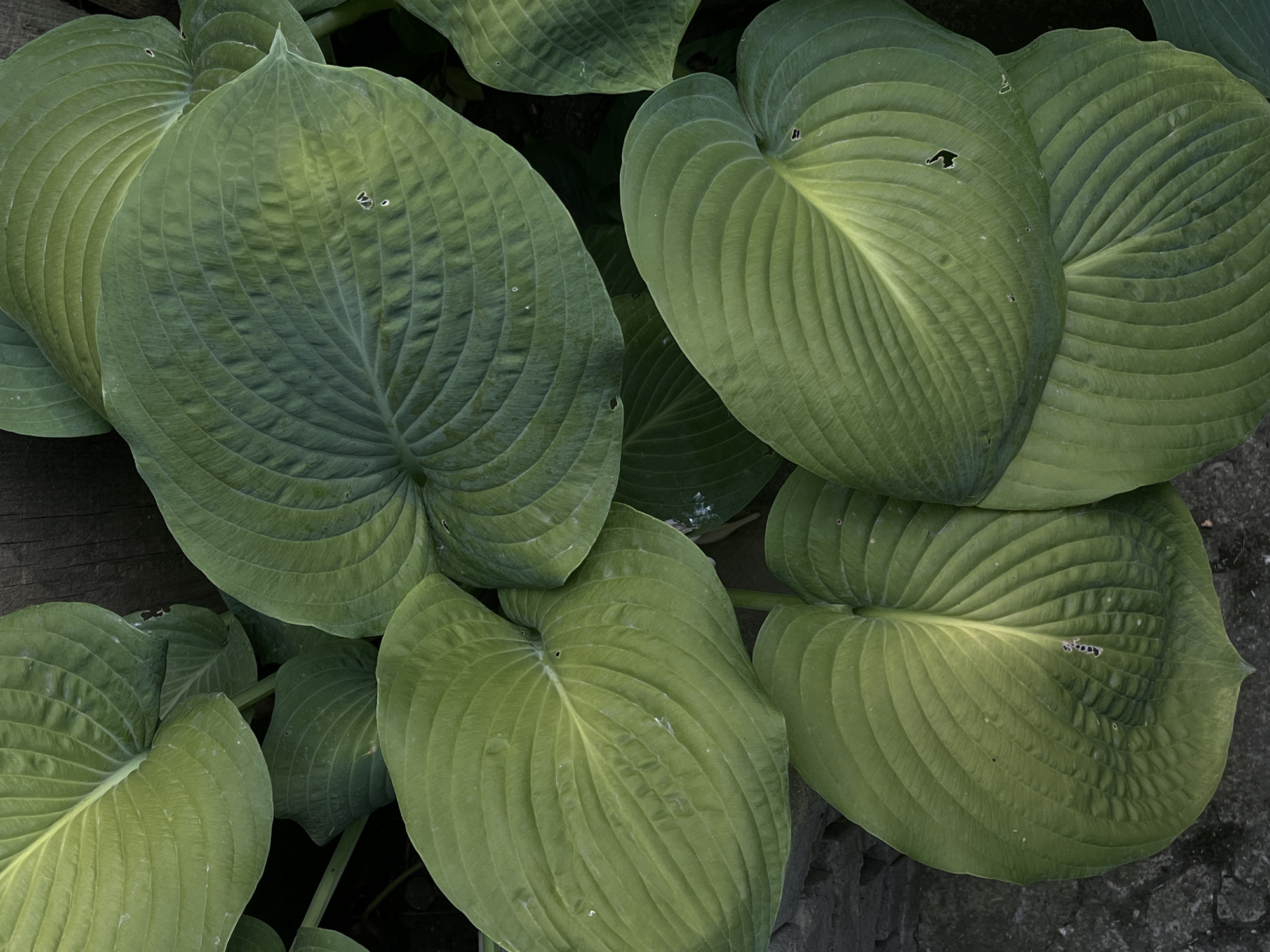 This media file showcases a close-up, top-down view of several large, green hosta leaves. The leaves are the dominant subjects, filling the frame with their broad, heart-shaped forms and prominent parallel veins. Some leaves exhibit minor imperfections, such as small holes, suggesting natural wear or insect activity.
The scene is outdoors, implied by the organic nature of the plants and the presence of what appears to be a dark, textured surface in the background, possibly soil or weathered wood. The lighting suggests it might be daytime, with diffuse light that highlights the texture of the leaves without harsh shadows. There are no people or specific objects visible besides the plants.
The overall mood is one of natural tranquility and the simple beauty of foliage. The color palette is dominated by various shades of green, from deep forest green to lighter, yellowish-green hues. The image composition is intimate, drawing the viewer's attention to the intricate details of the hosta leaves. There is no visible text within the image. The setting is likely a garden or naturalistic planting area, consistent with a location like Lviv, Ukraine.