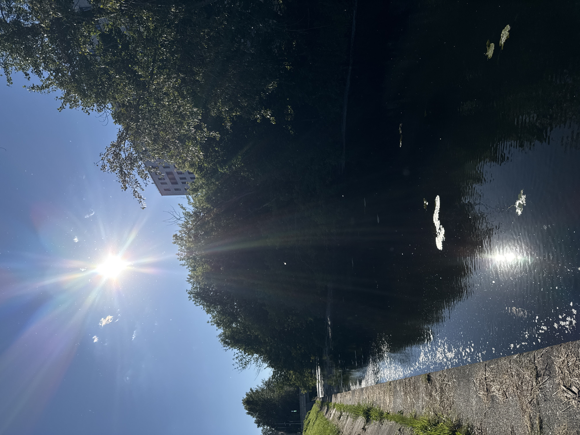 A sunny day along a canal in Saint Petersburg, Russia. The canal is bordered on the left by a concrete embankment with dry grass and some green shoots. The water itself is dark and reflective, with patches of white debris floating on the surface. On the right bank, dense green trees line the canal, their leaves casting shadows. In the background, a modern building with a light-colored facade is visible above the trees. The sun is bright and high in the sky, creating a lens flare effect with visible rays and a rainbow halo. The overall scene suggests a calm, natural setting within the urban environment.