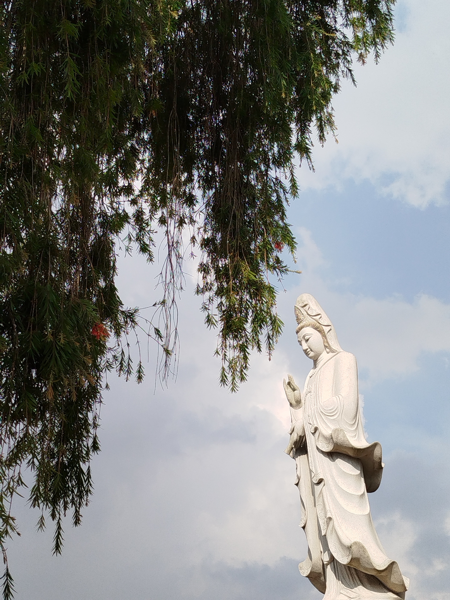 A large, light-colored stone statue, likely of Guanyin, the Bodhisattva of Compassion, stands prominently in the lower and central-right portion of the frame. The statue depicts a graceful female figure with an ornate headdress, finely sculpted facial features, and flowing robes. Her right hand is raised in a gesture often associated with blessing or teaching, while her left hand is held closer to her body.
The upper and left sections of the image are dominated by a dense curtain of long, slender, dark green leaves from a tree with drooping branches, possibly a Callistemon or similar species. A few small, reddish-pink flowers are faintly visible within the foliage on the left side, adding a subtle splash of color. The leaves create a natural frame around the statue and a sense of depth.
The background features a bright, partly cloudy sky, with areas of clear blue interspersed with soft white clouds, indicating a daytime setting. The natural light evenly illuminates the statue and foliage. The overall atmosphere conveyed is one of peace, serenity, and spiritual contemplation. This tranquil scene is situated in Cam Ly - Đà Lạt, Vietnam. No text is visible in the image.