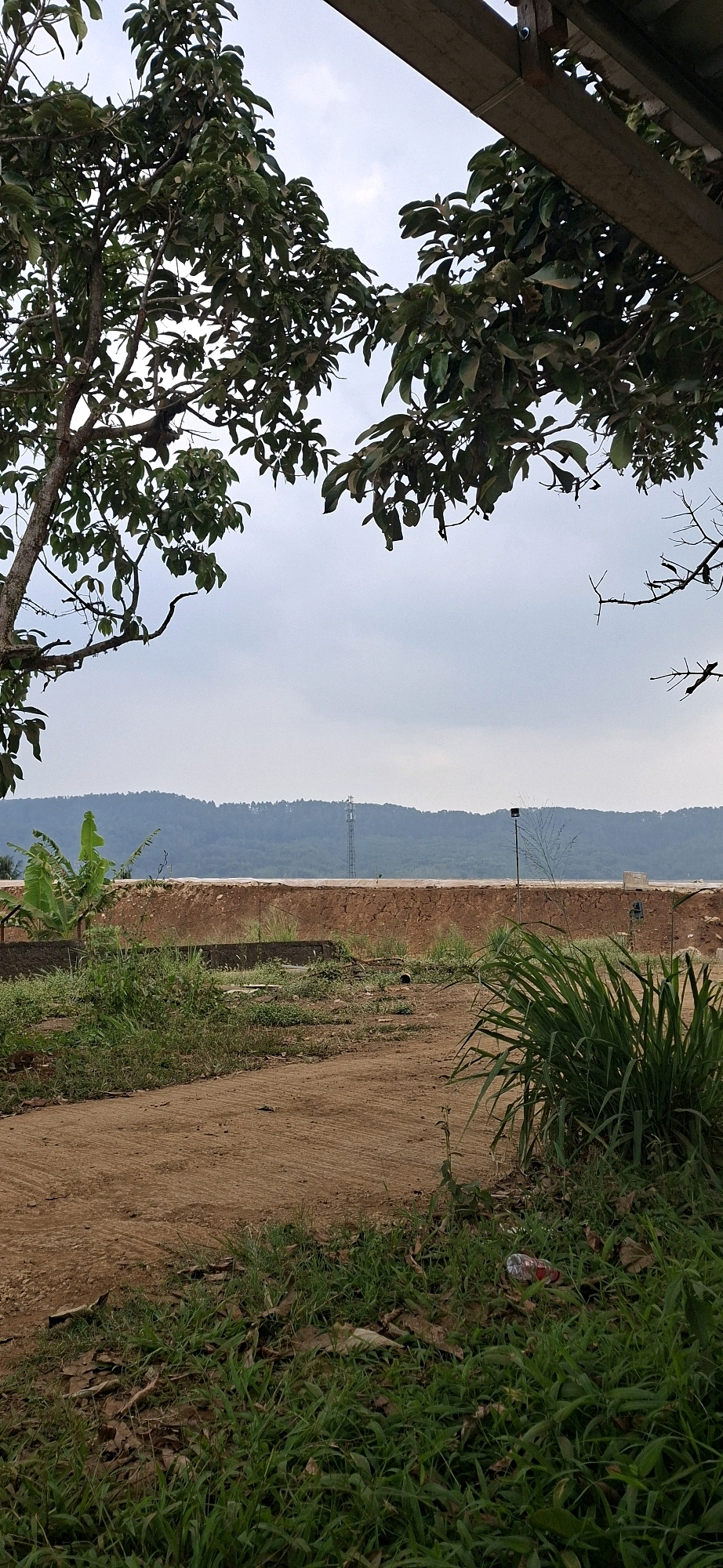 This is a horizontal, medium-distance outdoor photograph taken in Ciheulang Tonggoh, Indonesia. The scene depicts a construction site or cleared land with a large earthen embankment in the mid-ground. Overhanging the scene from the top edge are the branches and leaves of a large tree, likely a mango tree, and a portion of a wooden structure, possibly a roof or shelter.
In the foreground, there is a patch of dry, sandy ground with some scattered leaves and sparse green grass. To the right, a dense clump of tall green grass is visible.
The mid-ground features a substantial, reddish-brown earthen embankment that runs horizontally across the image. Behind this embankment, the landscape slopes upward to a ridge covered in dark green trees. A tall, slender telecommunications tower stands prominently on this ridge, to the left of the center of the image. A smaller, dark object, possibly a lamp post, is also visible on the ridge to the right of the tower. A banana plant with large leaves is situated on the left side, near the embankment.
The sky is overcast and a pale gray, suggesting a cloudy or hazy day. The overall impression is of a rural or semi-developed area undergoing some form of transformation or construction. No people are visible in the frame.