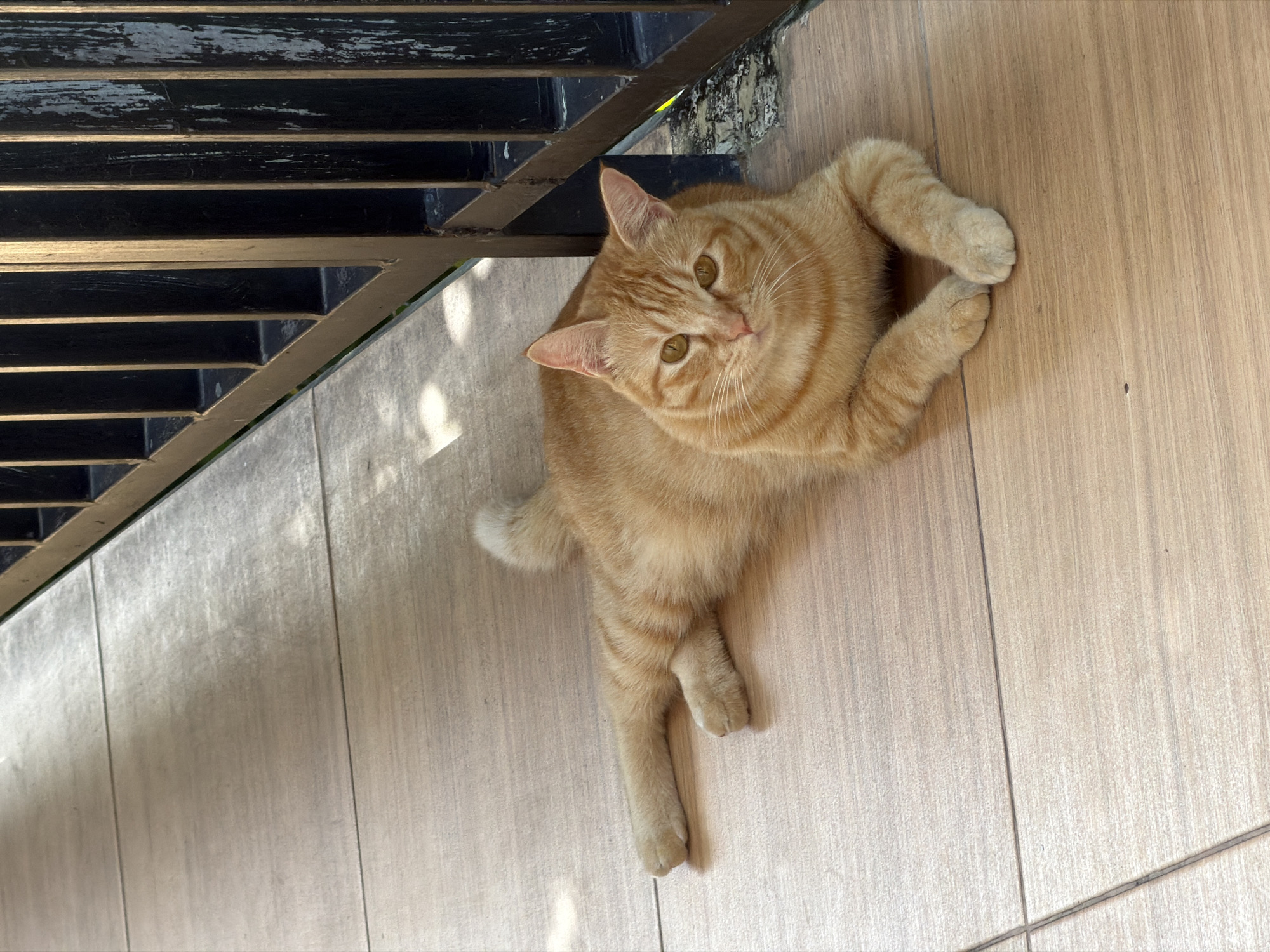An orange tabby cat is lying on a tiled floor. The cat is facing the camera with its paws tucked underneath its body. The tiled floor appears to be outdoors, as evidenced by the shadows cast by a metal fence or railing. The fence is dark in color and has vertical slats. The lighting suggests it is daytime, with sunlight filtering through the fence and creating dappled patterns on the floor. The cat's fur is striped, and its eyes are a yellowish-green color. The background is slightly out of focus, but the fence and the continuation of the tiled floor are visible. This scene could be a patio or walkway in a residential or commercial area.