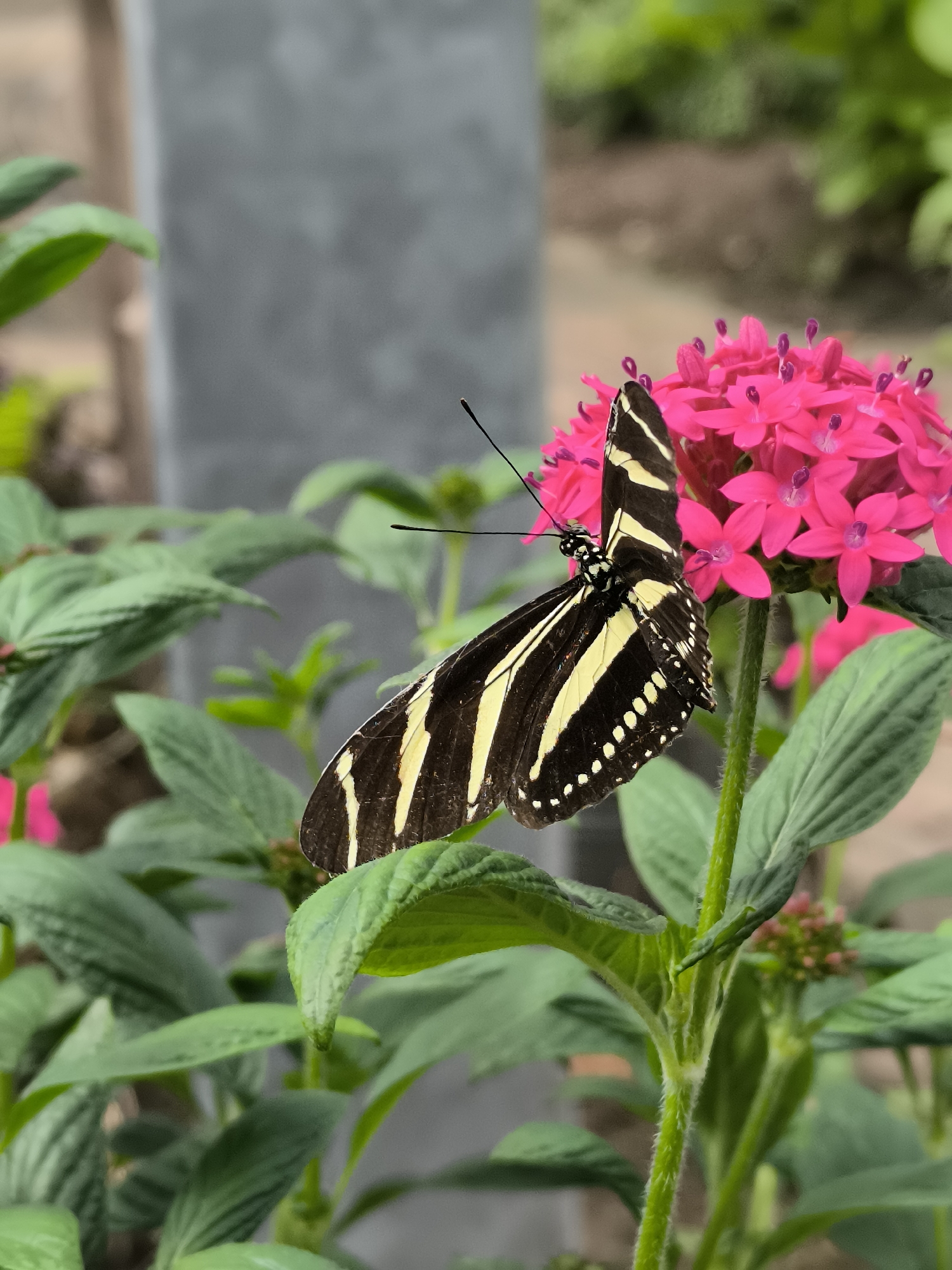 A zebra longwing butterfly is perched on a cluster of bright pink pentas flowers. The butterfly has black wings with yellow stripes and white spots along the edges. It is positioned on the right side of the frame, facing left. The pentas flowers are in full bloom and form a dense, rounded shape. The flowers are supported by a green stem with several leaves. The background is a mix of green foliage and a grey structure. The location is Waarland, Netherlands.