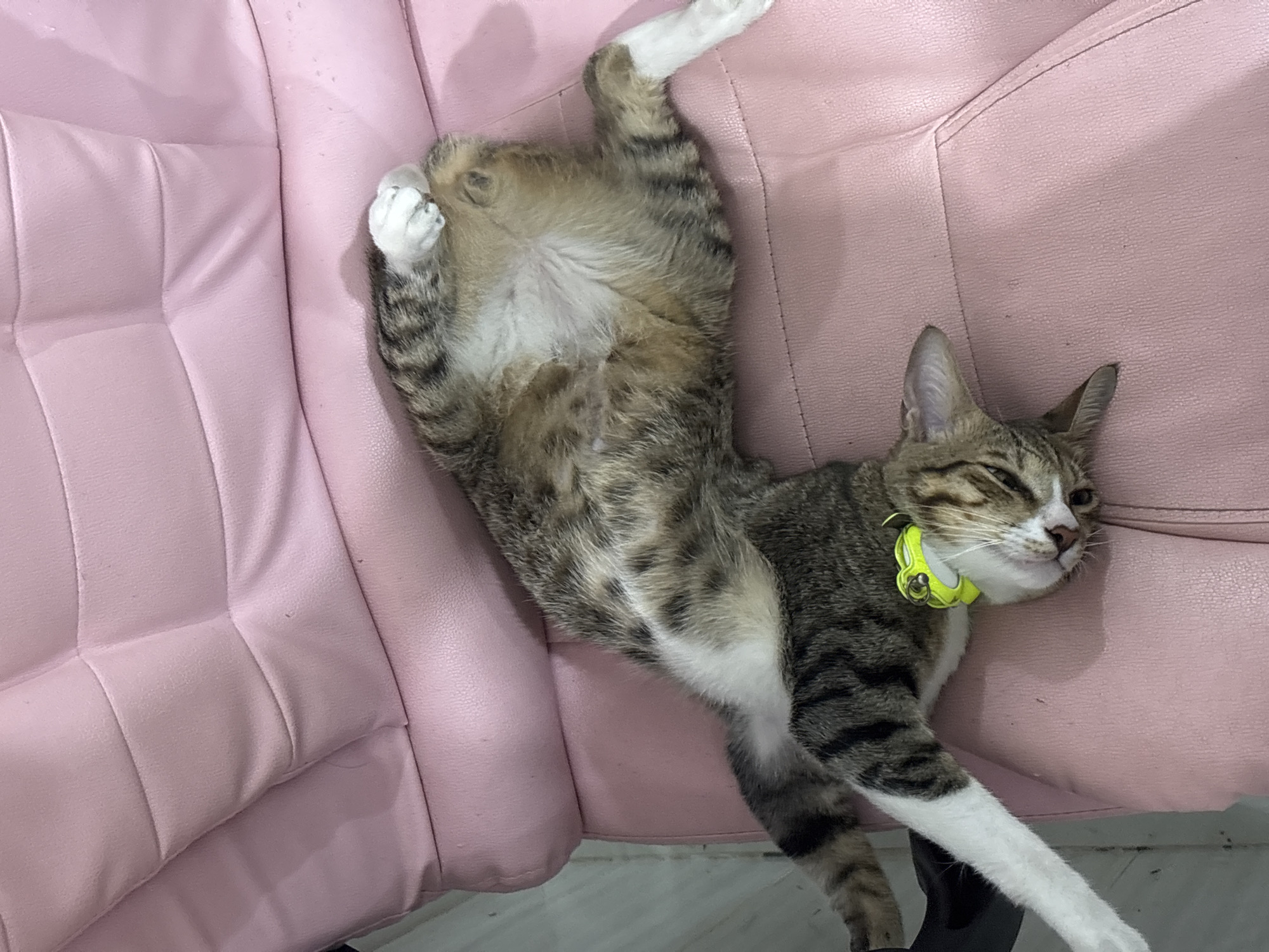 A tabby cat with white paws and a white chest is lying on its back on a pink, tufted leather sofa. The cat is wearing a bright yellow collar with a bell. Its eyes are closed, and its head is tilted to the side. The cat's legs are splayed out, and one of its hind legs is bent upwards. The sofa appears to be in a room with light-colored flooring.