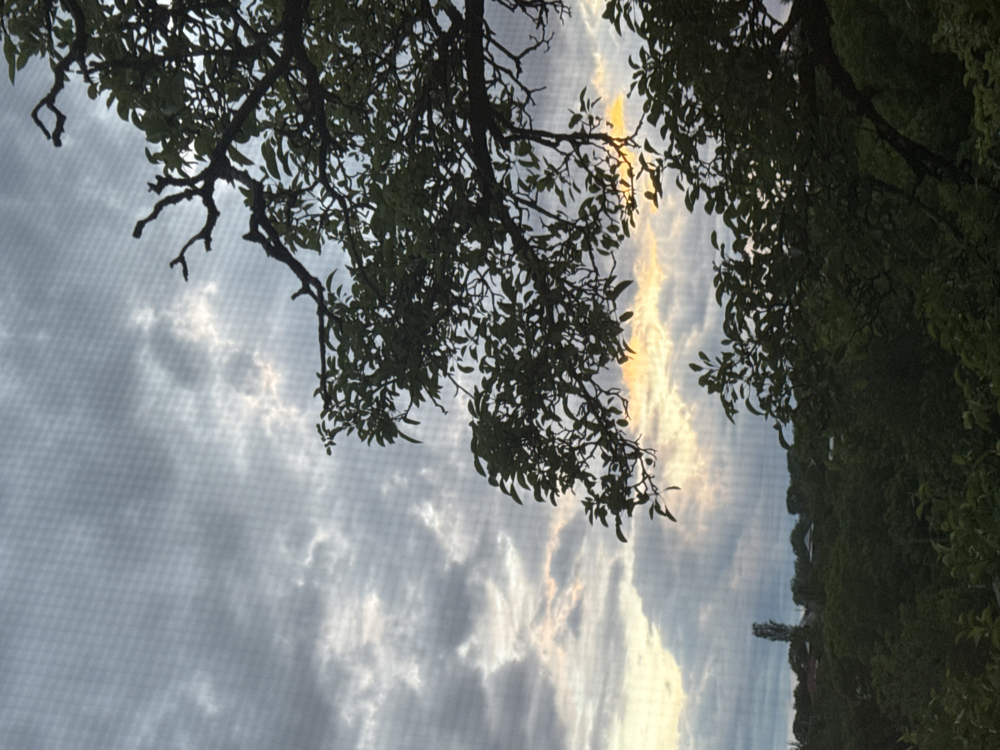 The image displays an outdoor scene observed through a fine mesh screen, which imposes a subtle grid pattern across the entire frame. Dark, silhouetted tree branches and leaves dominate the upper left portion of the image, extending downwards and across the center. These branches frame a dynamic sky filled with clouds.
The sky exhibits a mix of dark and brightly illuminated clouds, with areas of warm, golden light peeking through, strongly suggesting either sunrise or sunset. This warm light contrasts with cooler gray and white cloud formations.
Towards the lower right and along the bottom edge, a dense expanse of green foliage and distant trees forms a natural horizon. Faint outlines of structures or buildings are subtly visible amidst the distant greenery, hinting at a populated area beyond the immediate natural landscape.
No human activity or specific event is depicted. The scene conveys a peaceful and contemplative mood, highlighting the beauty of the sky and natural forms at either dawn or dusk. There is no visible text in the image.