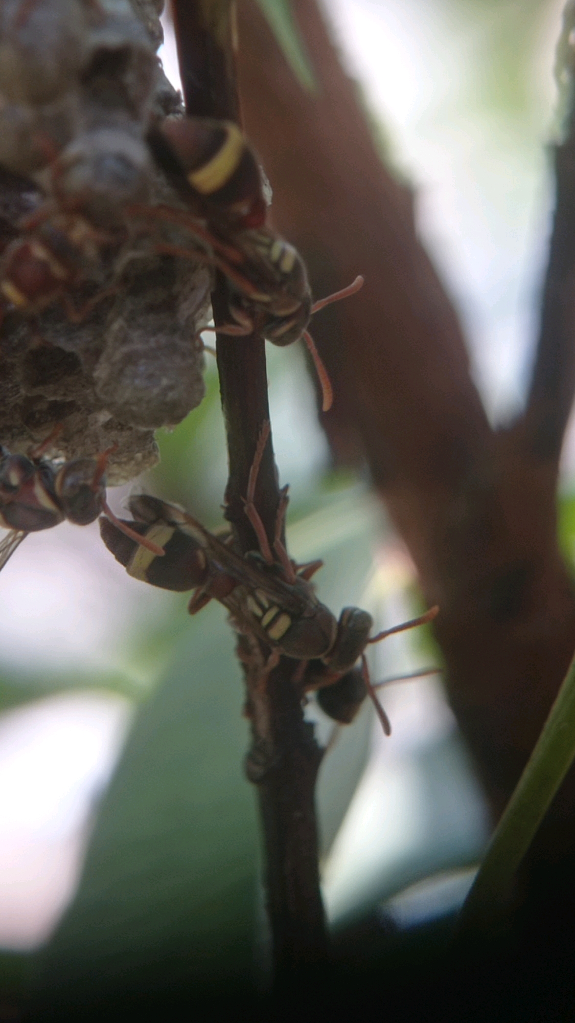 In Bedali, Indonesia, a close-up, shallow depth-of-field shot captures a hornet's nest attached to a twig. Several hornets, characterized by their dark bodies and yellow markings, are visible on and around the nest. Some hornets are positioned on the nest itself, while others are clinging to the twig. The background is a blur of green foliage and a brown branch, suggesting an outdoor, natural setting.