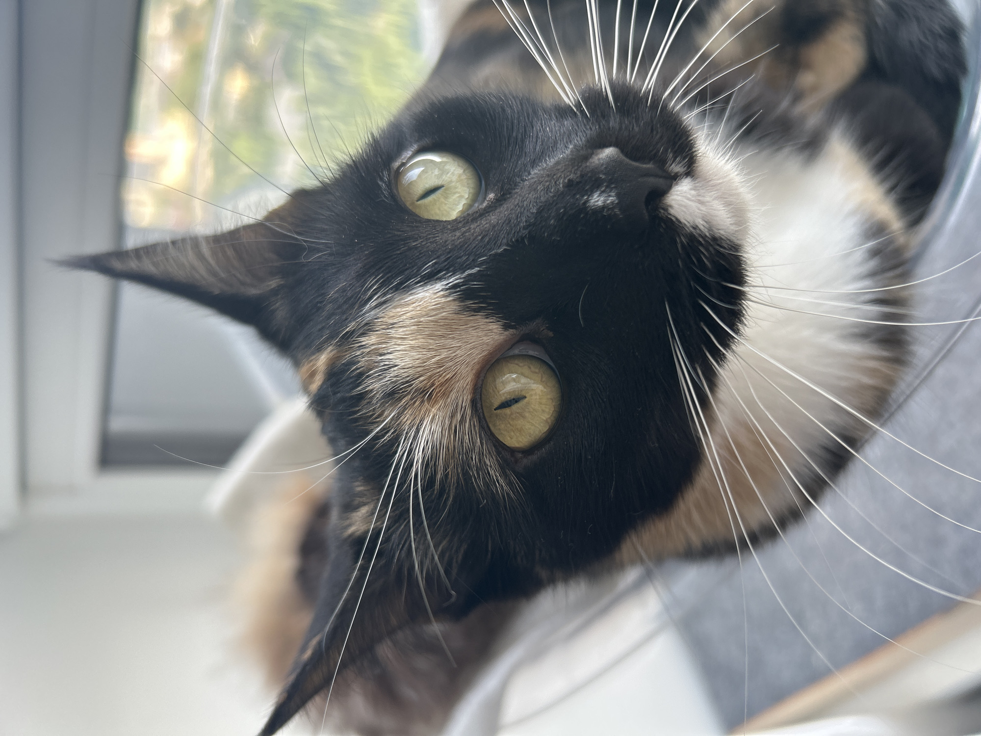 This media file is a close-up, upside-down, eye-level photograph of a calico cat. The cat has striking green eyes with black pupils and a mix of black, white, and ginger fur. Its long white whiskers are prominent against its dark fur. The cat appears to be looking directly at the camera with an alert expression. The background is softly blurred, with hints of a window with natural light filtering through, suggesting an indoor setting. There are no visible people, objects, or text. The lighting suggests it could be daytime, and the overall impression is one of a curious and attentive pet. The context indicates the location is Moscow, Russia.