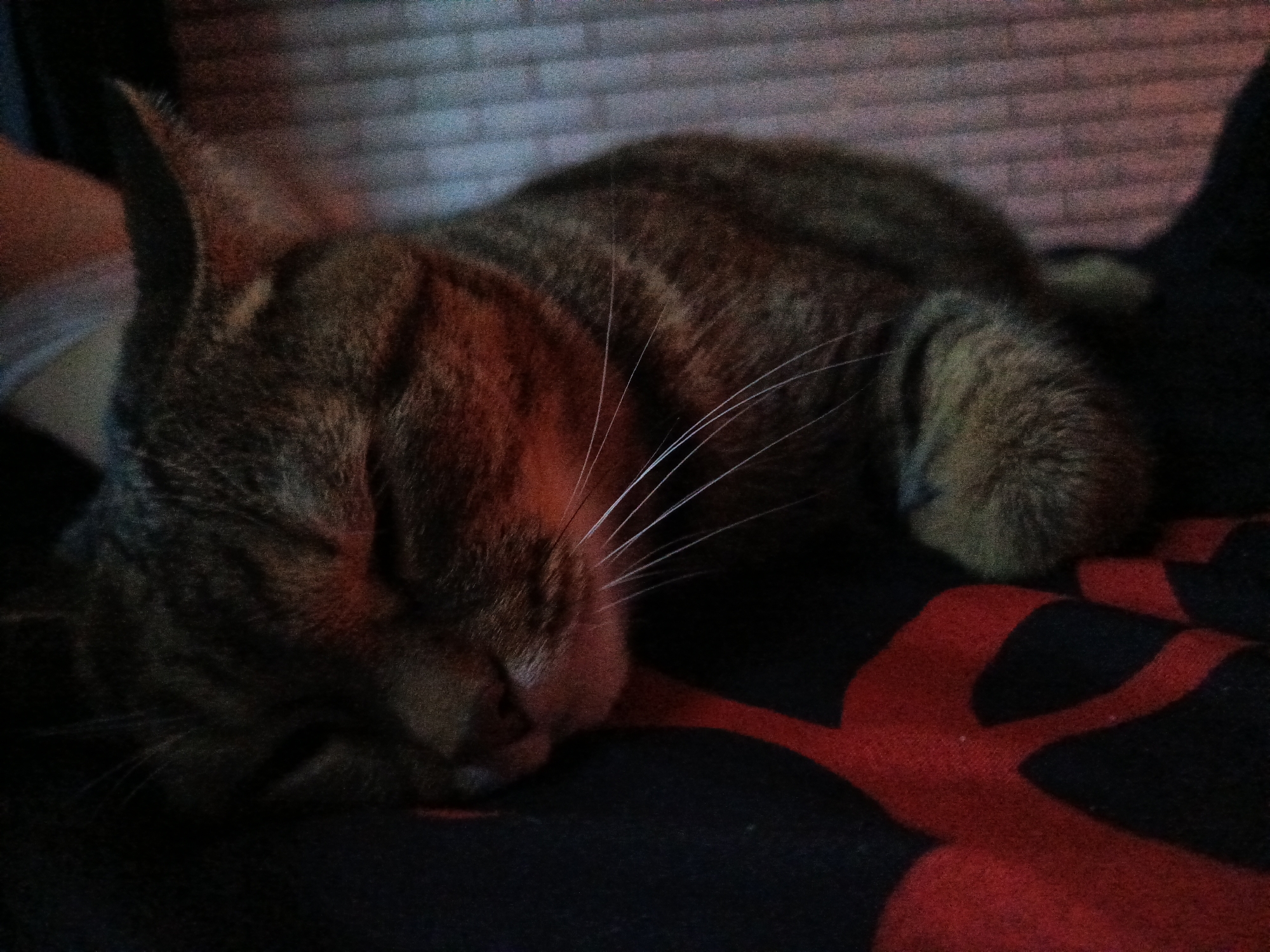 A tabby cat is captured sleeping peacefully in a low-light indoor setting. The cat, exhibiting a mix of brown, orange, and darker striped fur, is curled up on a dark blanket featuring a large, abstract red pattern. Its eyes are closed, and its white whiskers are prominent against its fur, which is illuminated by a warm, reddish light, particularly around its face and front body. The cat's head is resting down, and its front paws are tucked beneath it, conveying a sense of deep comfort and relaxation. In the background, a textured wall, possibly made of bricks or blocks, is visible. The dim lighting suggests it is likely nighttime or a dark room, creating a serene and quiet atmosphere. There are no other subjects or visible text in the image.