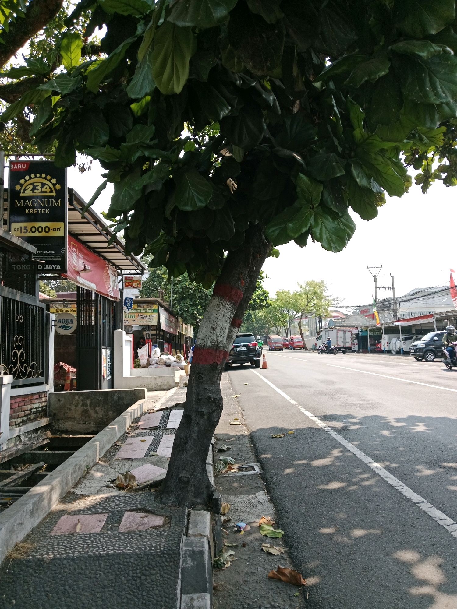 The image depicts a street scene in the city of Muka, Indonesia, on a sunny day. A large tree with broad, dark green leaves stands prominently in the foreground, its trunk painted with red and white stripes. The tree is situated on a sidewalk paved with a dark, pebbled material interspersed with square pink tiles. Adjacent to the sidewalk is a concrete drainage channel.
Behind the tree, a row of shops lines the street. One shop has a black sign with gold lettering that reads "234 MAGNUM KRETEK" and "Rp15.000-an". Another sign displays "AQUA". Further down the street, more shops are visible, some with awnings.
The road itself is asphalt, marked with a white line down the center. Several vehicles are present, including a black SUV, a motorcycle with a rider, a green scooter with a rider, a red van, and a white truck. The dappled sunlight filtering through the tree's leaves casts shadows on the road. The sky is bright and appears clear. Debris, including dry leaves and a small blue and pink packet, is scattered on the sidewalk and along the edge of the road. The overall impression is that of a typical urban commercial street in Indonesia.