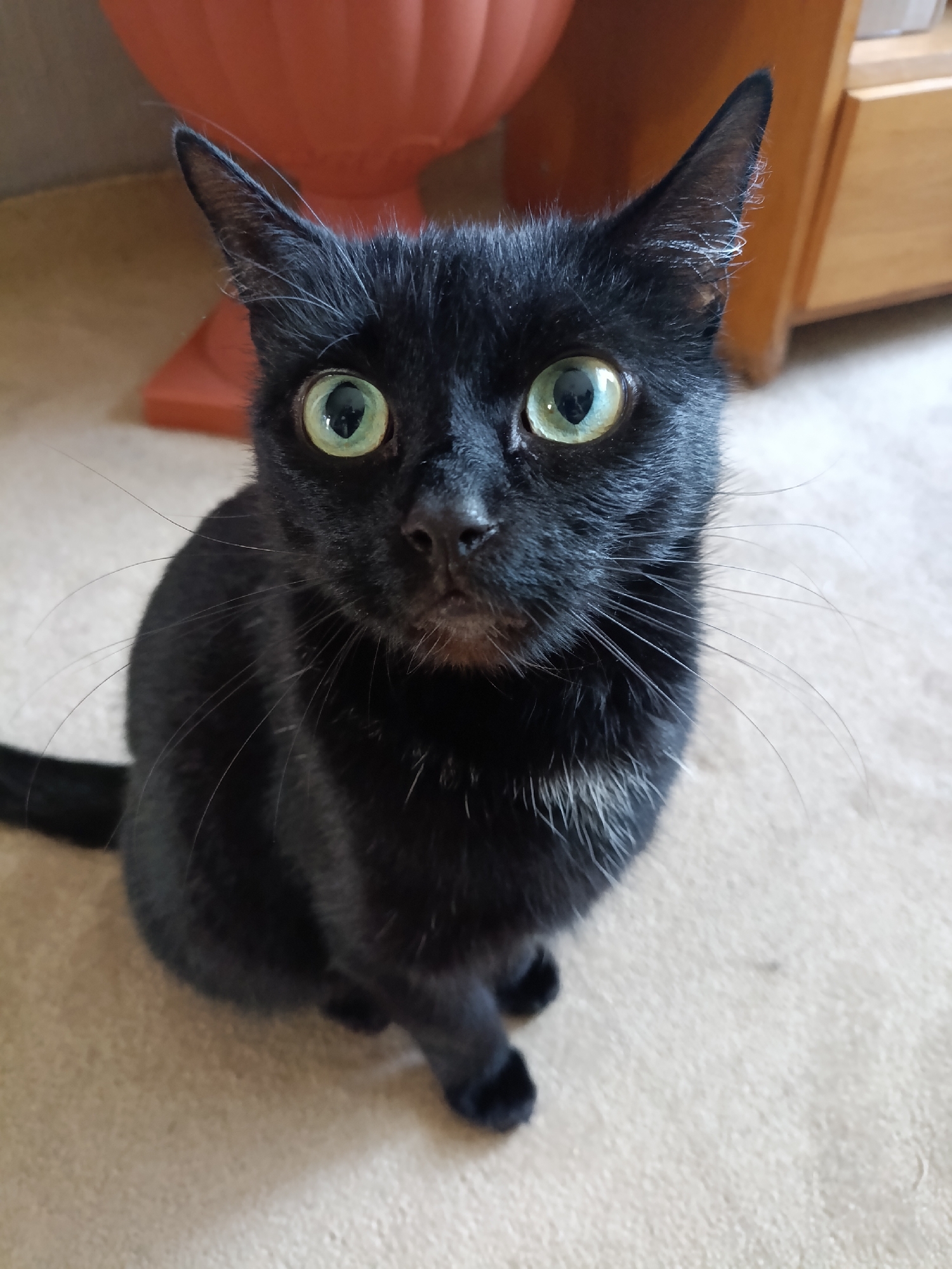 A black cat with large green eyes is sitting on a beige carpet, looking up at the camera. The cat is mostly in focus, with its fur appearing sleek and shiny. Its whiskers are long and prominent. In the background, out of focus, is an orange planter and wooden furniture. The lighting suggests an indoor setting, likely during the daytime.
