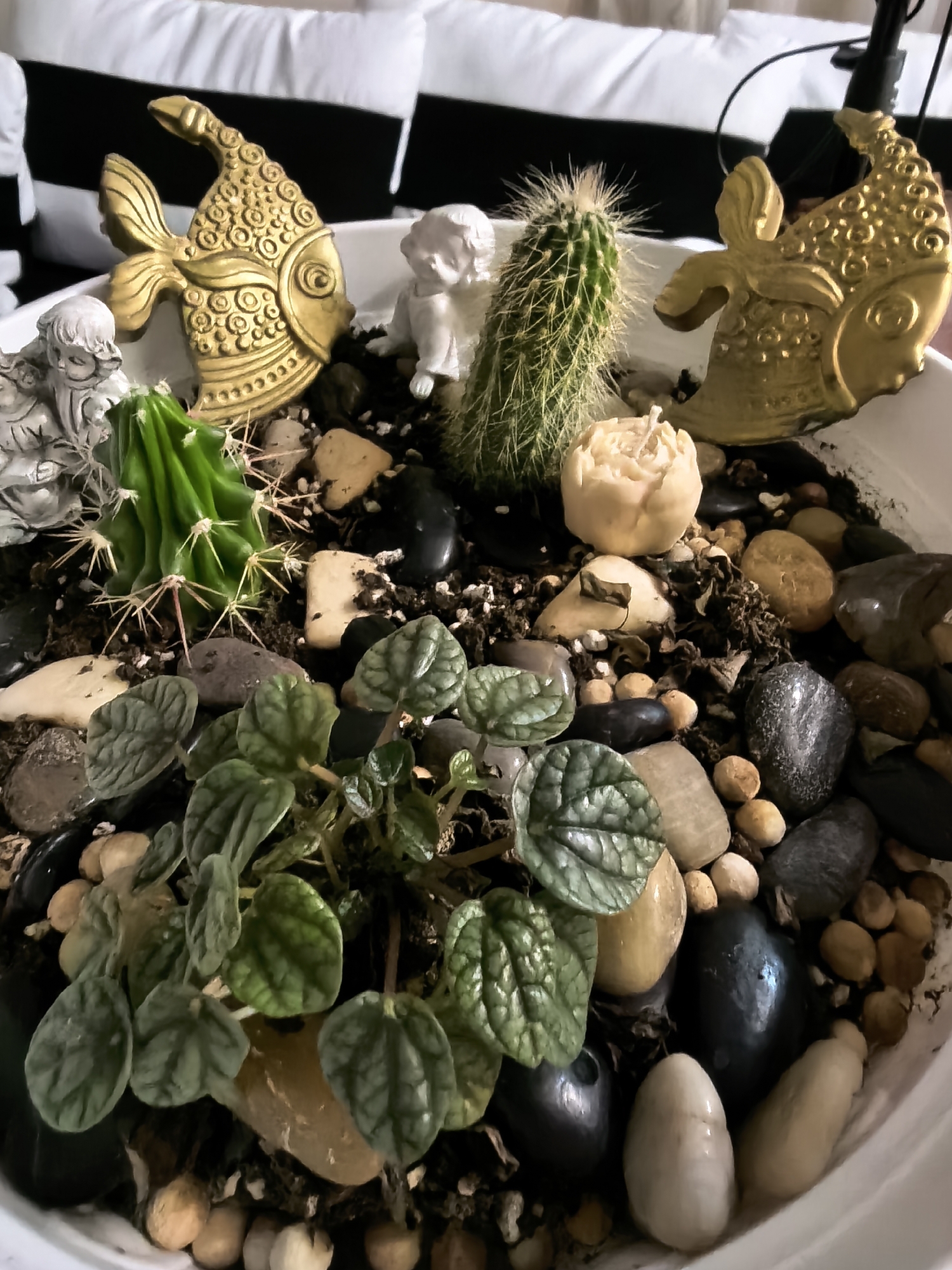 A close-up shows a white planter containing a miniature garden featuring a variety of items. In the foreground, a leafy green plant with textured leaves is prominently displayed amidst a mixture of light and dark-colored pebbles and soil. Further back, two types of cacti are visible: one taller, cylindrical cactus with fine spines and another smaller, columnar cactus with larger, sharper spines. Small statuettes, including a white angel and a grey figure, are nestled among the plants and rocks. Two golden fish-shaped objects add an ornamental touch. The scene is indoors, as suggested by the pillow in the blurred background.