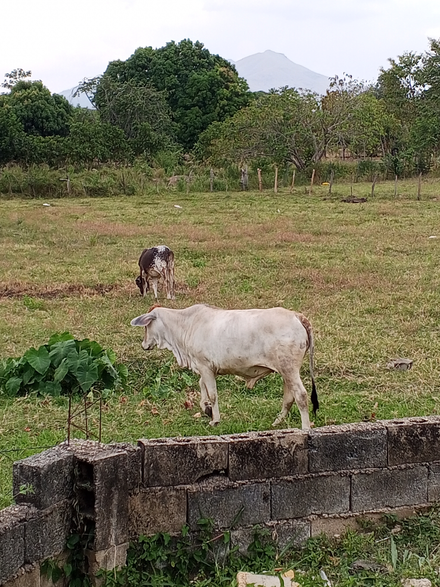 The image shows a rural landscape in Tinaquillo, Venezuela. In the foreground, a rough, gray block wall runs horizontally across the lower part of the image, with weeds and grass growing along its base. Adjacent to the wall on the left is a cluster of large-leafed green plants.
Beyond the wall is a grassy field where two cows are visible. The cow closest to the viewer is light-colored, facing left, and standing near the wall. Further back, another cow, dark with white markings, is grazing.
The background features a dense line of trees and foliage, with a mountain peak visible in the distance under a cloudy sky. The overall impression is of a simple, agricultural scene with a backdrop of natural vegetation and a mountain landscape.