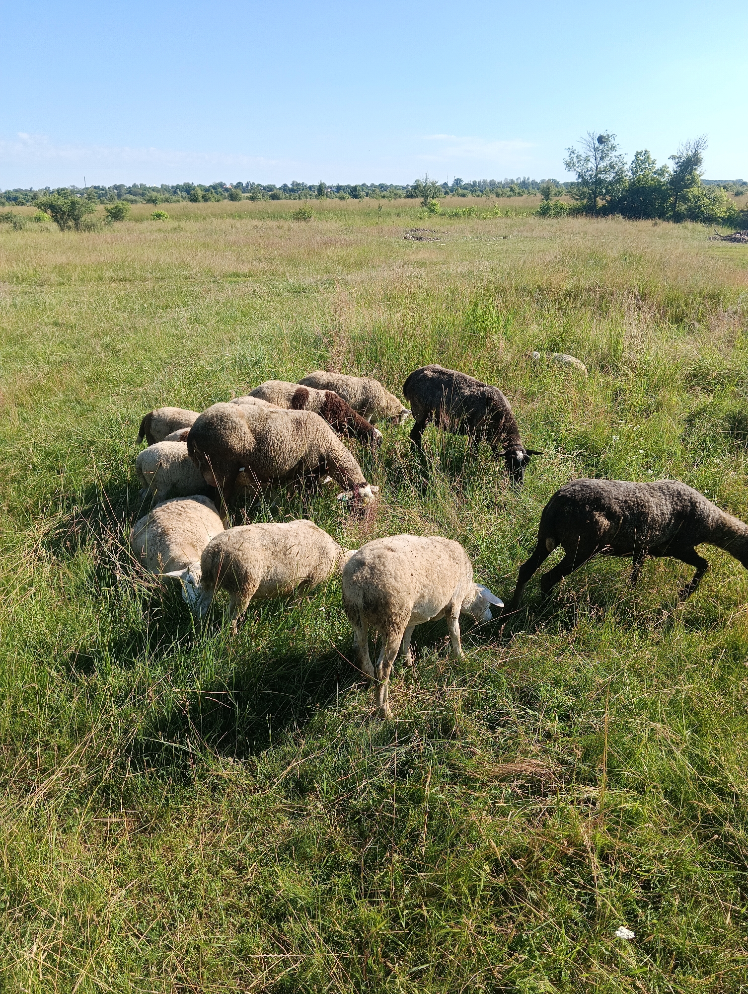 A flock of sheep grazes in a green, grassy field under a clear blue sky. The sheep are of various colors, including white, brown, and dark gray. Some are facing away from the camera, while others are turned towards it, with their heads down grazing. The field is covered in tall, lush green grass with some dry stalks mixed in. In the background, there are trees and a distant horizon under the bright sky.