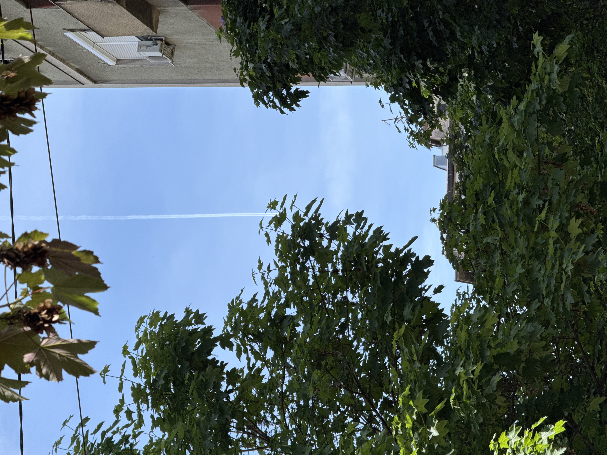 The image shows a view looking upwards between buildings and trees in Belgrade, Serbia. A light blue sky is visible with a contrail running vertically through the center. Buildings are visible at the top of the frame, and green foliage from trees fills the sides and bottom of the image. Power lines are also visible in the lower left.