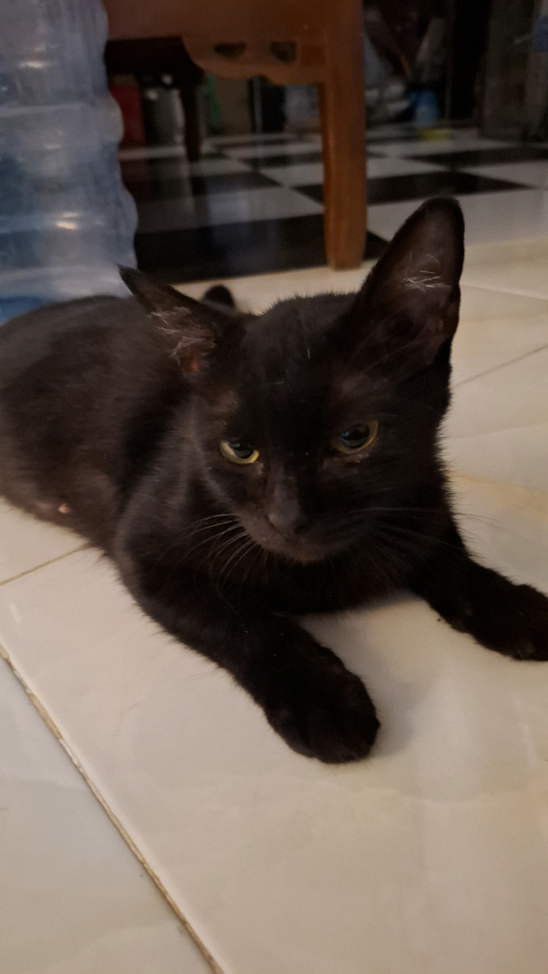 A black cat is lying on a tiled floor indoors, with its body angled towards the viewer. The cat has yellow eyes and white fur tufts visible on its ears. In the background, a large blue water jug is partially visible, along with the legs of wooden furniture and a black and white checkered floor. The environment appears to be a domestic setting in Bandar Lampung, Indonesia.