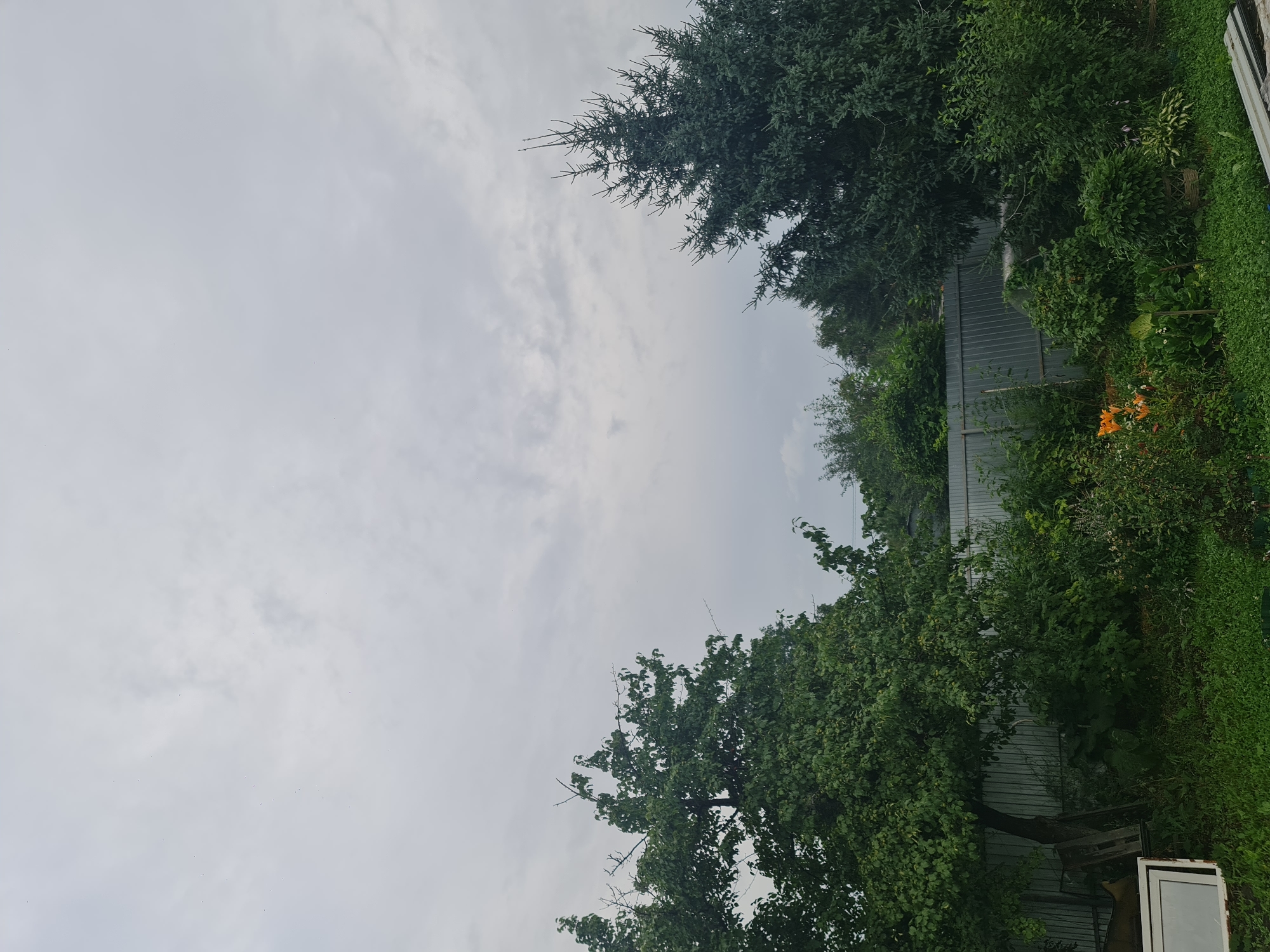 The image depicts an overcast sky above a backyard scene. In the foreground, a lush green lawn is bordered by various plants and bushes. To the left, a tall deciduous tree with dense green foliage dominates the scene. Further to the right, a large, dark green coniferous tree, possibly a spruce, stands tall. A gray corrugated metal fence runs horizontally across the middle ground, separating the garden from unseen areas. Some orange lilies are visible in bloom near the fence. On the far left, a white object with a metallic frame, possibly a window or door, is partially visible against some wooden structures. The overall impression is of a suburban or rural backyard in Angarsk, Russia, under a cloudy sky.