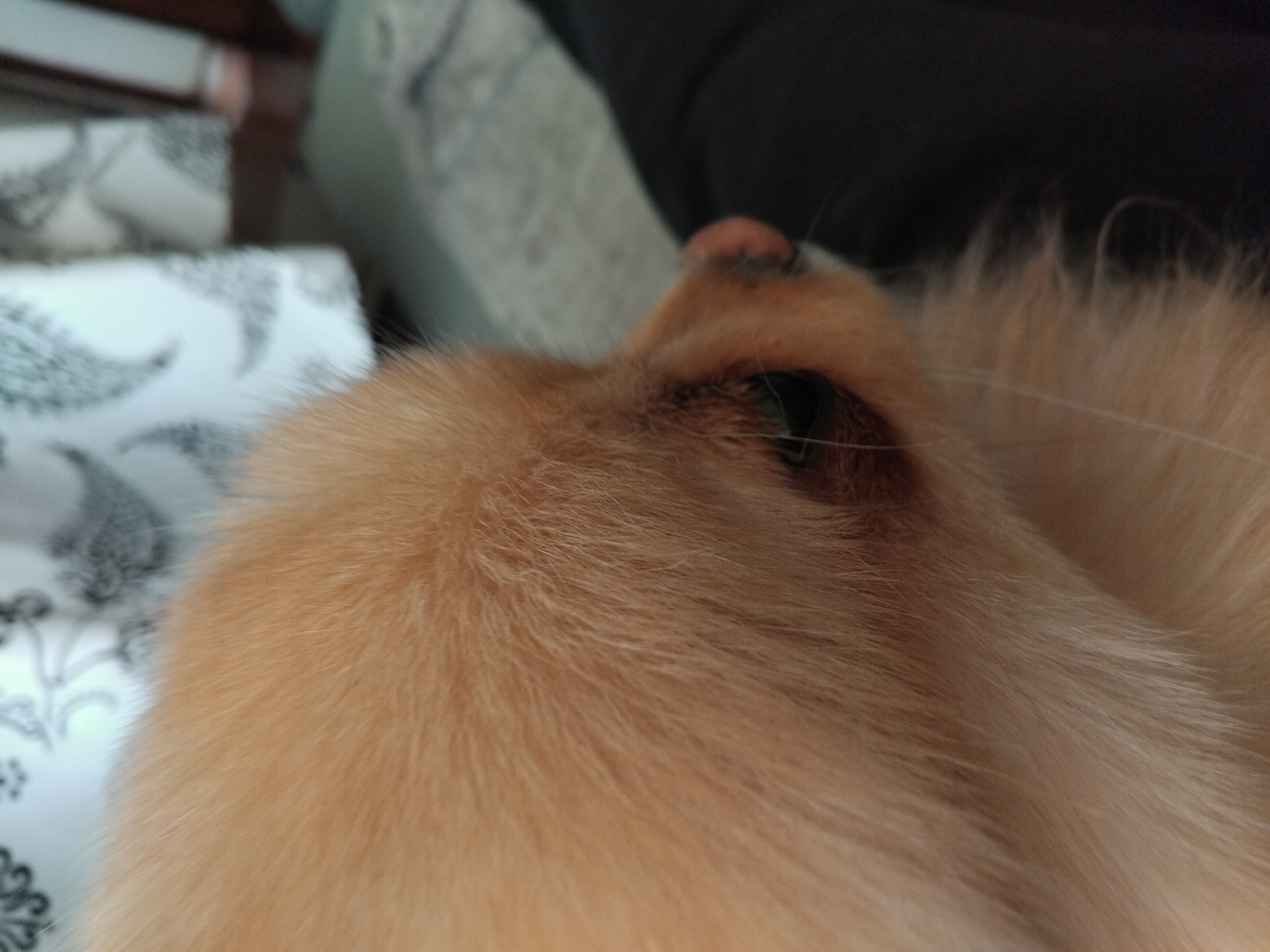 A close-up shot shows the head of a small, light-orange, fluffy dog. The dog is likely a Pomeranian or similar breed. The image focuses on the dog's eye, which is dark and partially visible. The dog's nose, small and pink, is also visible. The dog rests on a surface covered in white fabric with a black and gray paisley pattern. Behind the dog, a dark, indistinct object is present. The location of the image is unknown, thus, I cannot confirm it's taken in Apriltsi, Bulgaria.