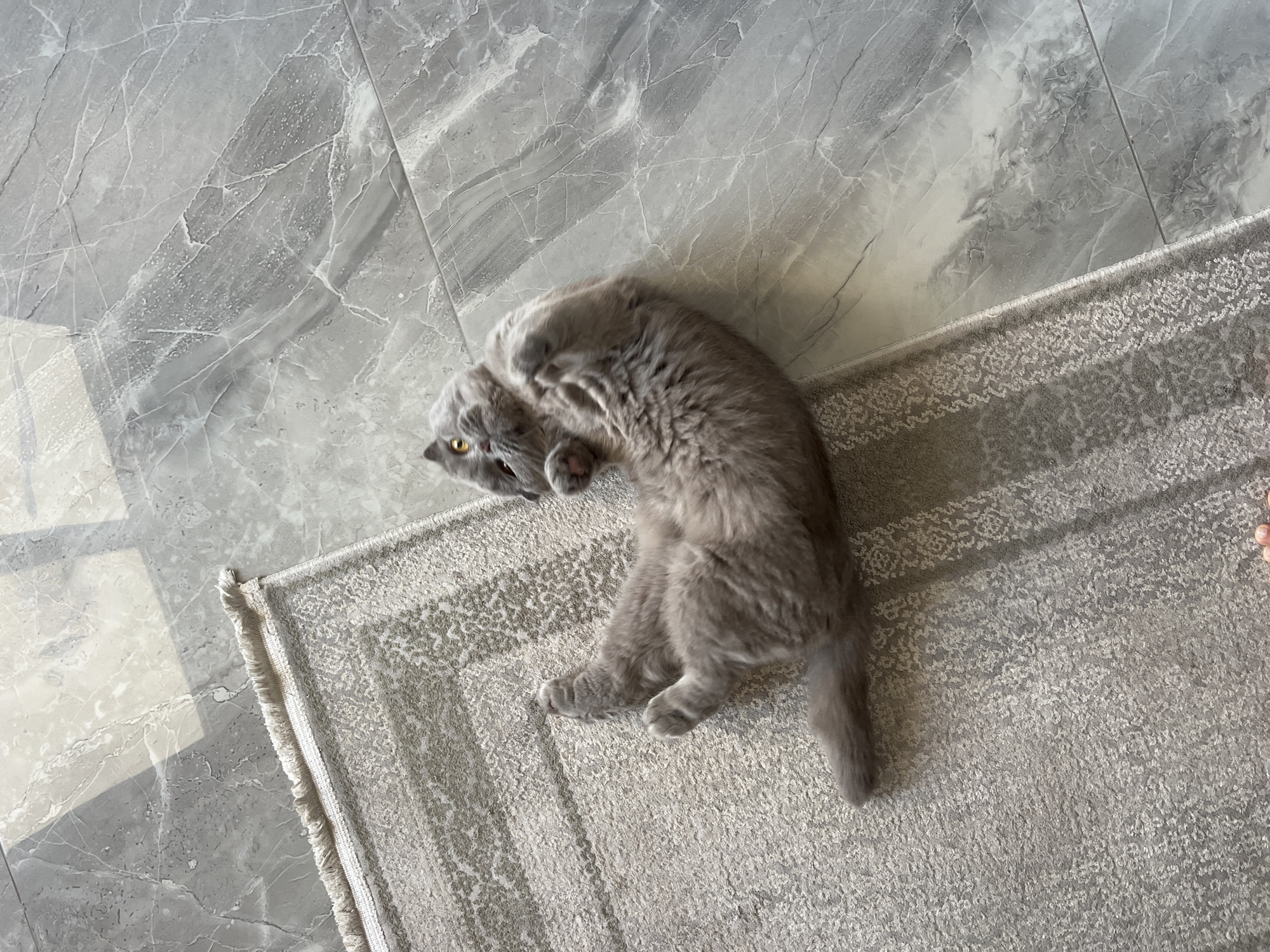 A fluffy grey cat lies on its back on a rug, its paws in the air. The rug is placed on a grey marble floor. Sunlight casts shadows on the floor. The cat's eyes are open and it appears to be looking at the camera. The scene is indoors. The location of Aksu, Turkey is not relevant to the visual information in the image.