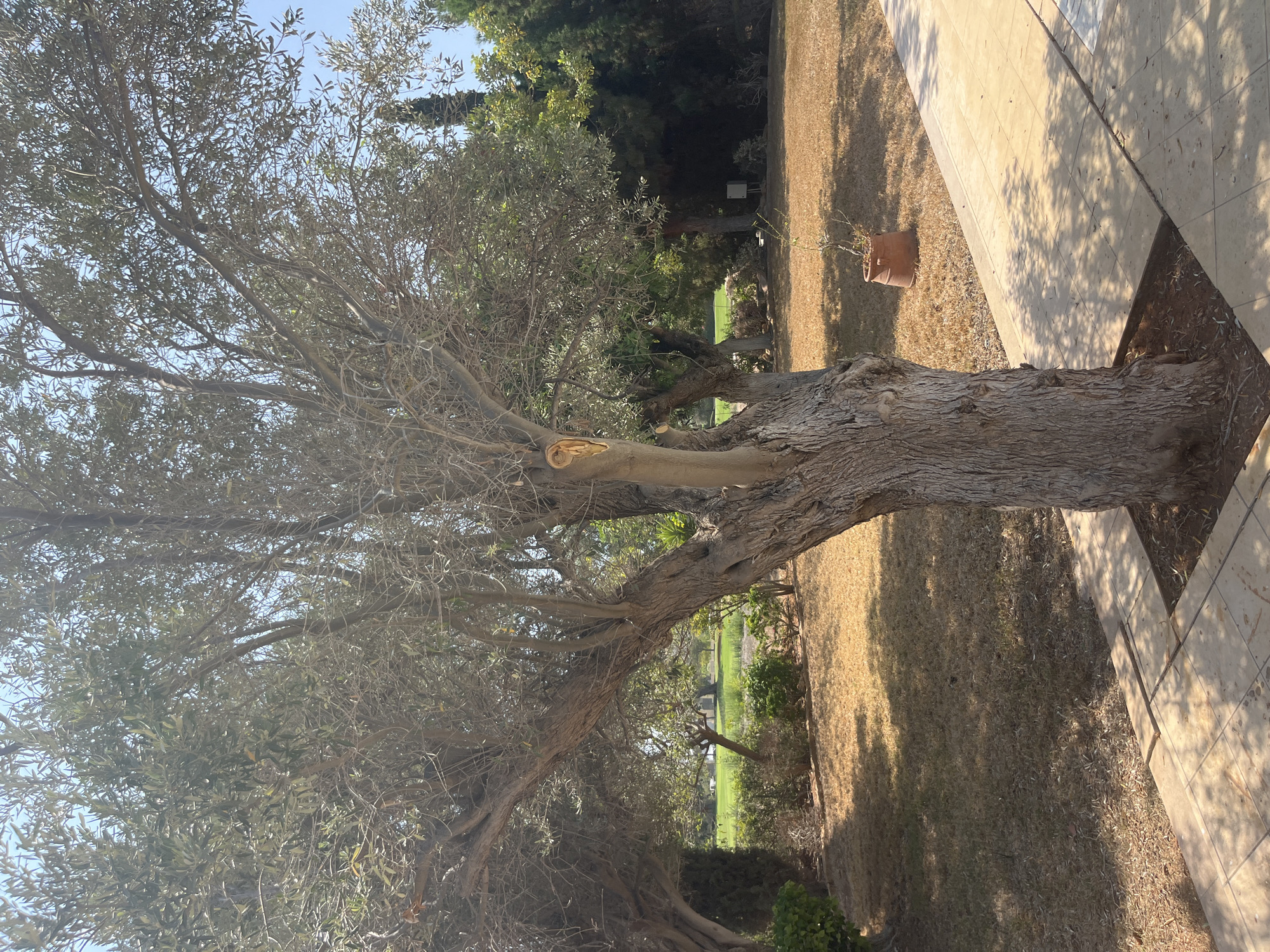 This is a medium shot, eye-level, outdoor photograph taken in Aphrodite Hills, Cyprus, on a clear, sunny day. The primary subject is a large, old olive tree with a thick, gnarled trunk and branches that spread widely. The tree is positioned in the foreground, dominating the left and center of the frame. Its bark is deeply fissured, and there is a visible cavity or healed wound on the trunk, with a lighter-colored wood exposed. The leaves of the olive tree are a muted green, and the branches are sparsely populated with foliage, revealing the intricate network of twigs.
The ground around the base of the tree is covered in dry, brown grass and fallen leaves, suggesting a dry season. To the right of the tree, a paved pathway made of light-colored square tiles runs diagonally across the frame, casting dappled shadows from the tree's foliage. In the middle ground, beyond the pathway, is a lawn area that appears dry and somewhat sparse, with patches of green grass visible further in the distance. Several other trees, including cypress trees and smaller bushes, are scattered throughout the landscape.
A terra cotta pot containing a small, sparse plant is visible on the dry lawn to the right of the olive tree. In the background, behind the lawn, is a dense cluster of trees and shrubs, creating a dark green backdrop. The sky is a clear, bright blue, with no clouds present. The overall impression is one of a tranquil, Mediterranean garden setting. There are no people or animals visible in the image. The lighting suggests it is likely late morning or early afternoon, with the sun high in the sky.