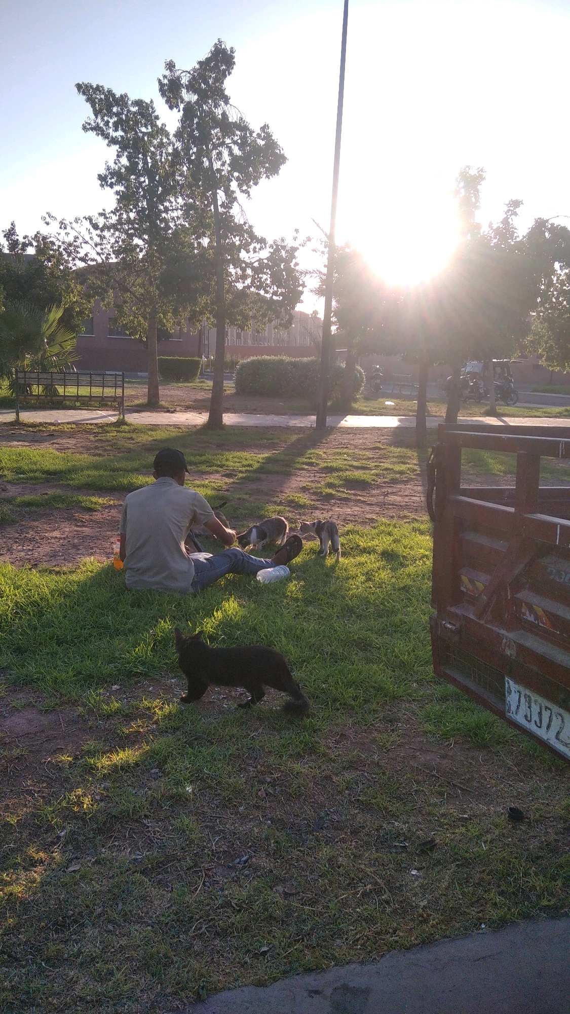 A man sits on a grassy lawn in a park in Marrakech, Morocco, facing away from the camera. He is wearing a light-colored shirt and blue jeans, with a dark baseball cap. Three kittens are gathered around him, with one appearing to be drinking from a bottle. A black cat is standing on the grass in the foreground, to the left of the man. The background shows trees, a brick building, and a portion of a red vehicle. The sun is setting, casting a warm glow and lens flare across the scene. The environment appears to be a public park with paved walkways and benches visible in the distance.