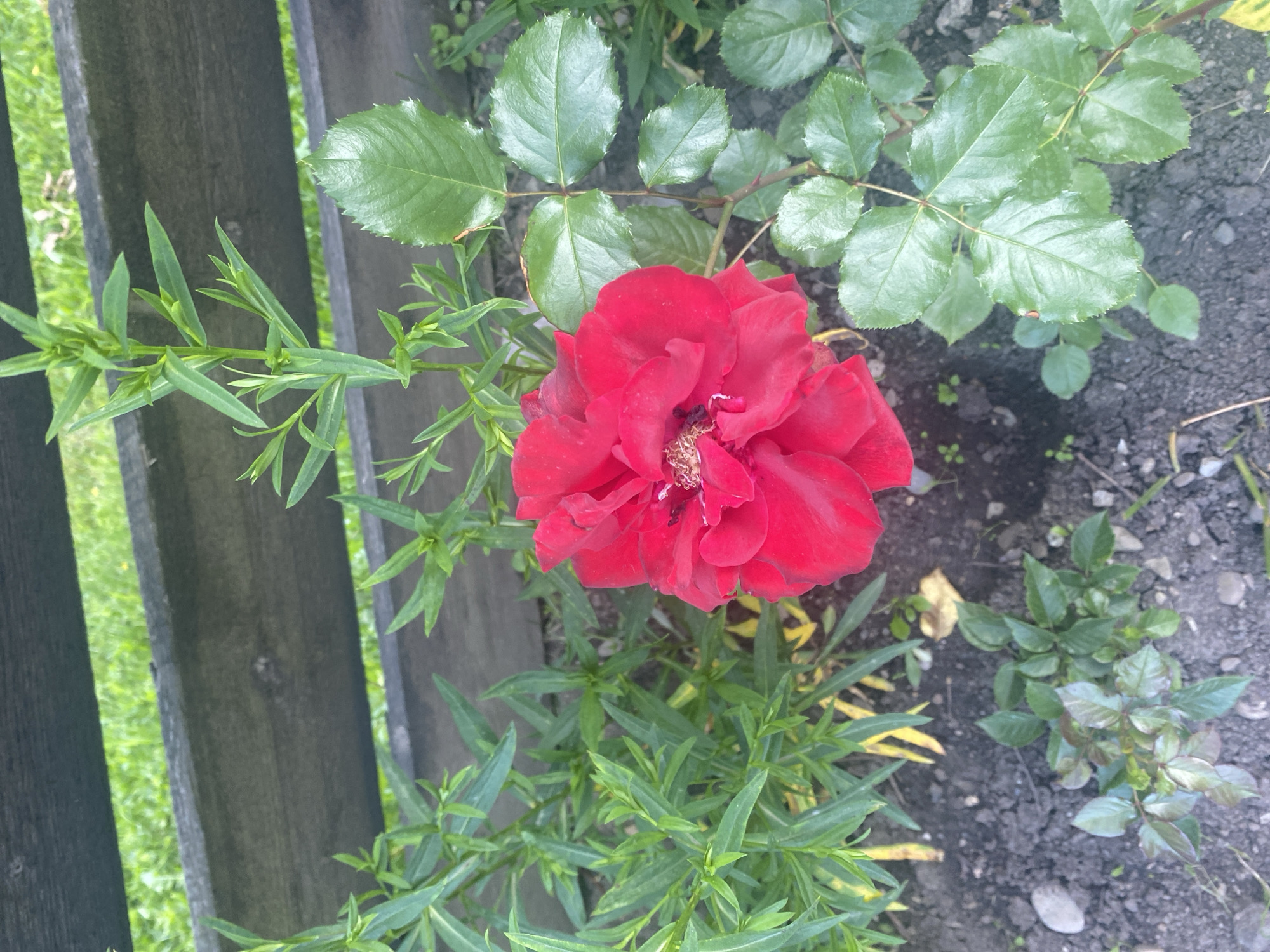 In Târgu Neamț, Romania, a close-up, eye-level shot captures a vibrant red rose in a garden setting. The rose, with its densely layered petals, is the central focus, positioned slightly to the left of the frame. It is surrounded by lush green foliage, with some leaves exhibiting a glossy sheen, indicative of recent watering or dew. Behind the rose and foliage, a weathered, dark wooden fence runs horizontally across the mid-ground of the image. The fence is composed of rough-hewn planks, suggesting an outdoor, possibly rustic, environment. The ground beneath the plants appears to be dark soil, dotted with small pebbles and a few fallen yellow leaves. The background is a blur of green grass and the continuation of the wooden fence, hinting at a larger garden or yard. The lighting suggests it is daytime, with shadows subtly present, indicating a natural light source. No people or animals are visible in the frame.