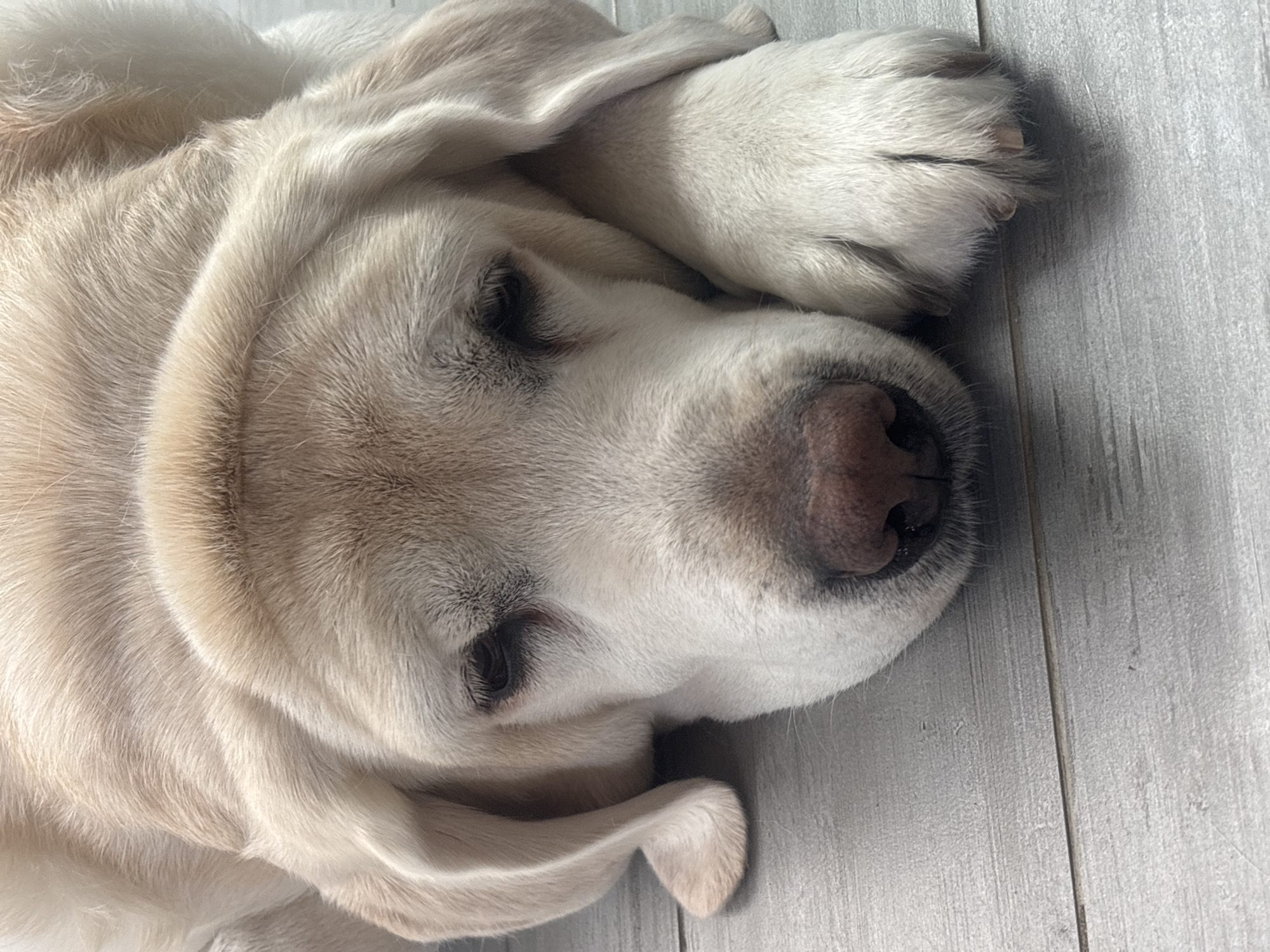 A close-up, eye-level shot captures a light-colored Labrador Retriever resting its head on a light grey wooden floor. The dog's eyes are closed, and its head is turned slightly to the right, with its ears draped loosely on either side. One of its front paws is resting on the floor in front of its face, displaying its claws. The dog appears to be sleeping or resting peacefully. The environment is a domestic setting, with the wooden floor providing a neutral background. The lighting is soft and natural, highlighting the texture of the dog's fur and the grain of the wood. There are no people or other animals visible in the image.