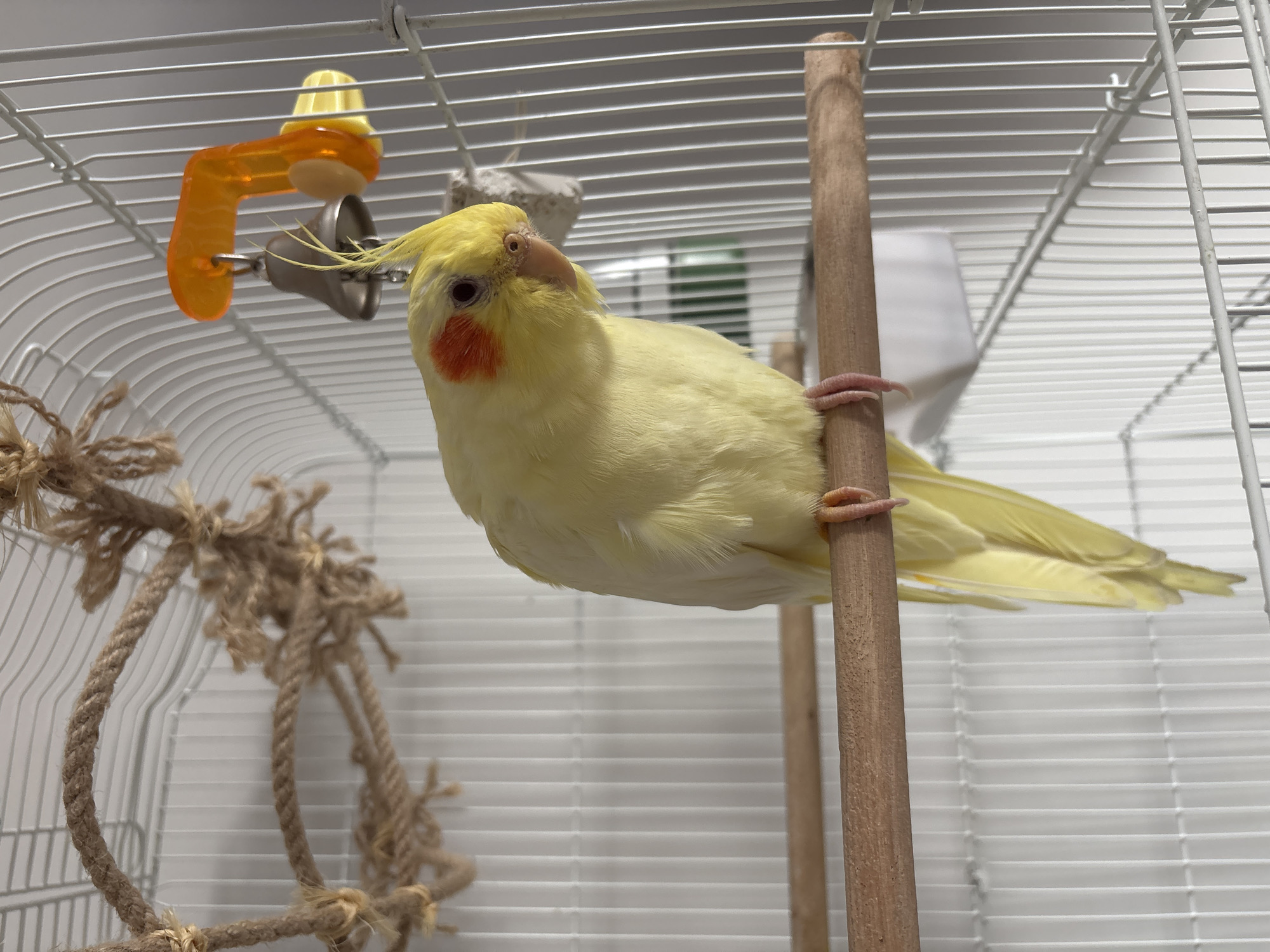 A yellow cockatiel is perched on a wooden stick inside a white wire cage. The bird has orange cheek patches and a crest. A rope toy hangs to the left of the perch. An orange and yellow toy with a bell is also in the cage. The background is a white wall. There is no indication the image was taken in Krasnoyarsk, Russia.