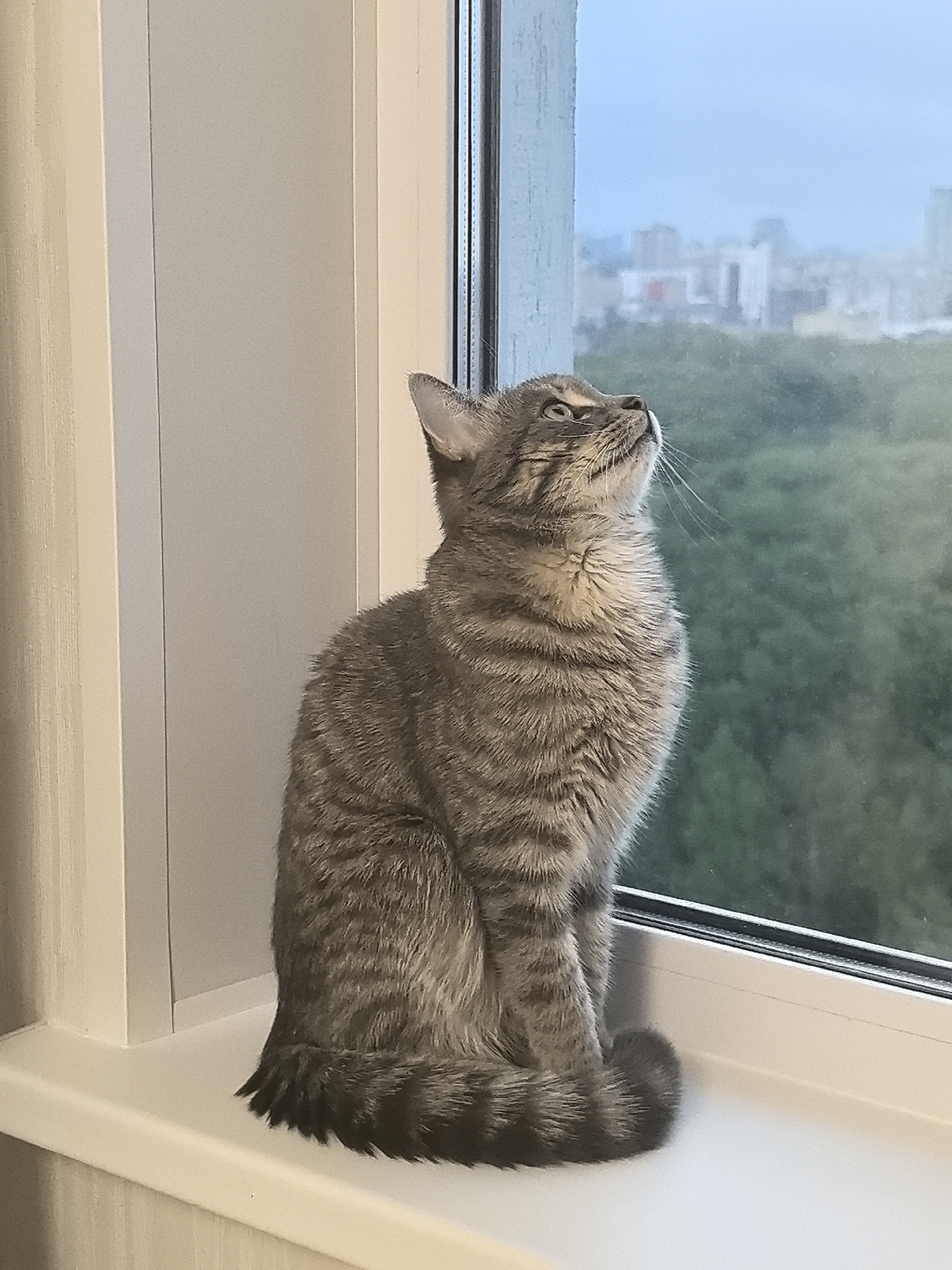 A striped tabby cat is sitting on a white windowsill, looking up and to the right, towards a window. Through the window, a blurred cityscape is visible, with green trees in the foreground and buildings in the distance under an overcast sky. The interior setting includes a light-colored wall and the edge of a window frame. The image is taken from a medium distance, focusing on the cat.