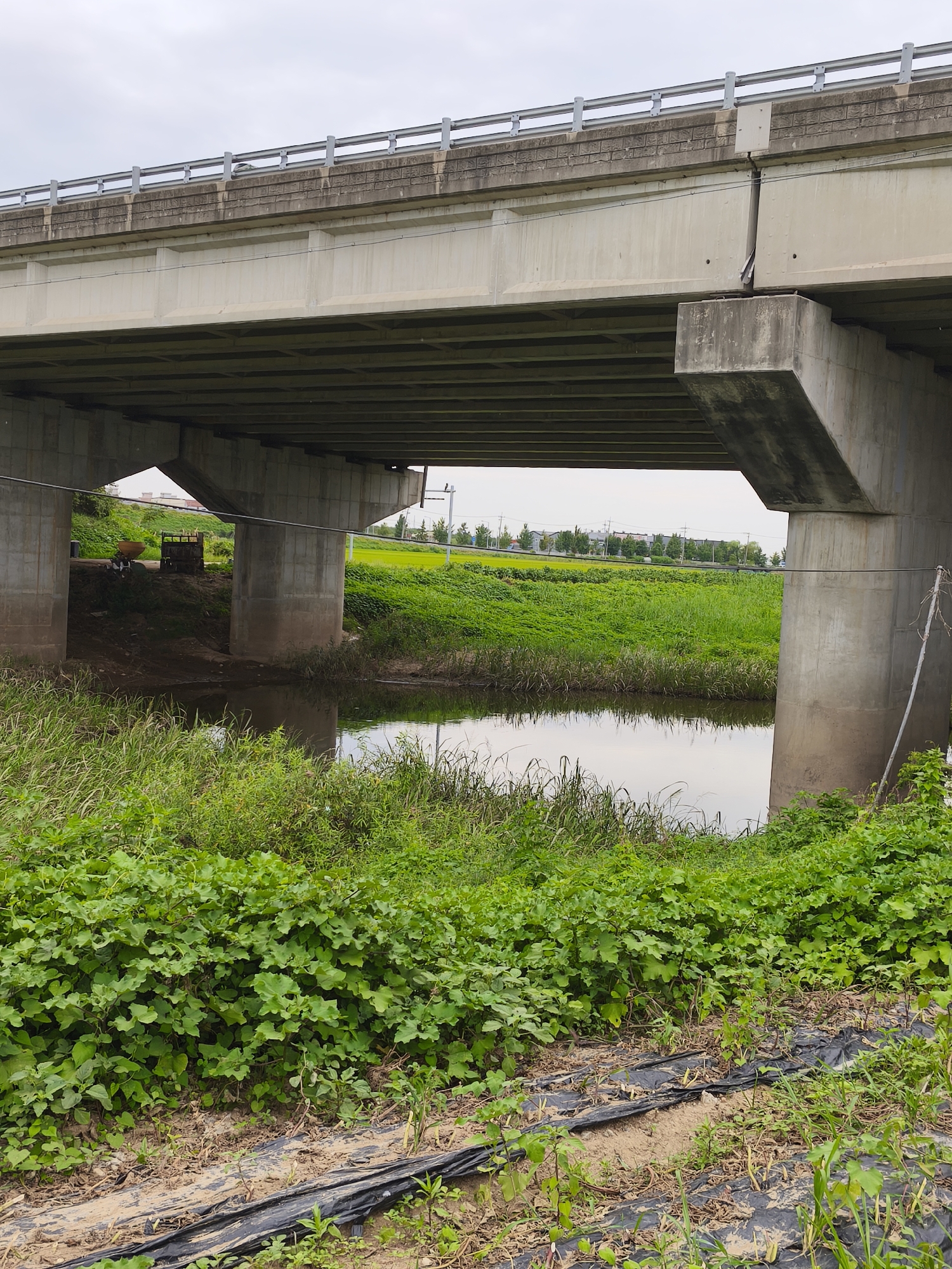 The image depicts a concrete overpass supported by substantial concrete pillars, spanning over a narrow, calm body of water. The overpass has a metallic railing along its top. Beneath the overpass, on the left bank of the water, there are two wooden structures, one appearing to be a cart with a bowl-like container on it, and the other a wooden crate or bin. Several people are visible near these structures, one standing and two appearing to be seated or bent over. The banks of the water are lush with green vegetation, with taller grasses near the water's edge and a dense carpet of leafy plants closer to the viewer. In the background, beyond the overpass, is a bright green field that slopes upwards, with a line of trees and buildings visible in the distance under a cloudy sky. The overall scene suggests a semi-rural or suburban area. The presence of the overpass and the type of vegetation are consistent with the landscape found in Asan-si, South Korea.