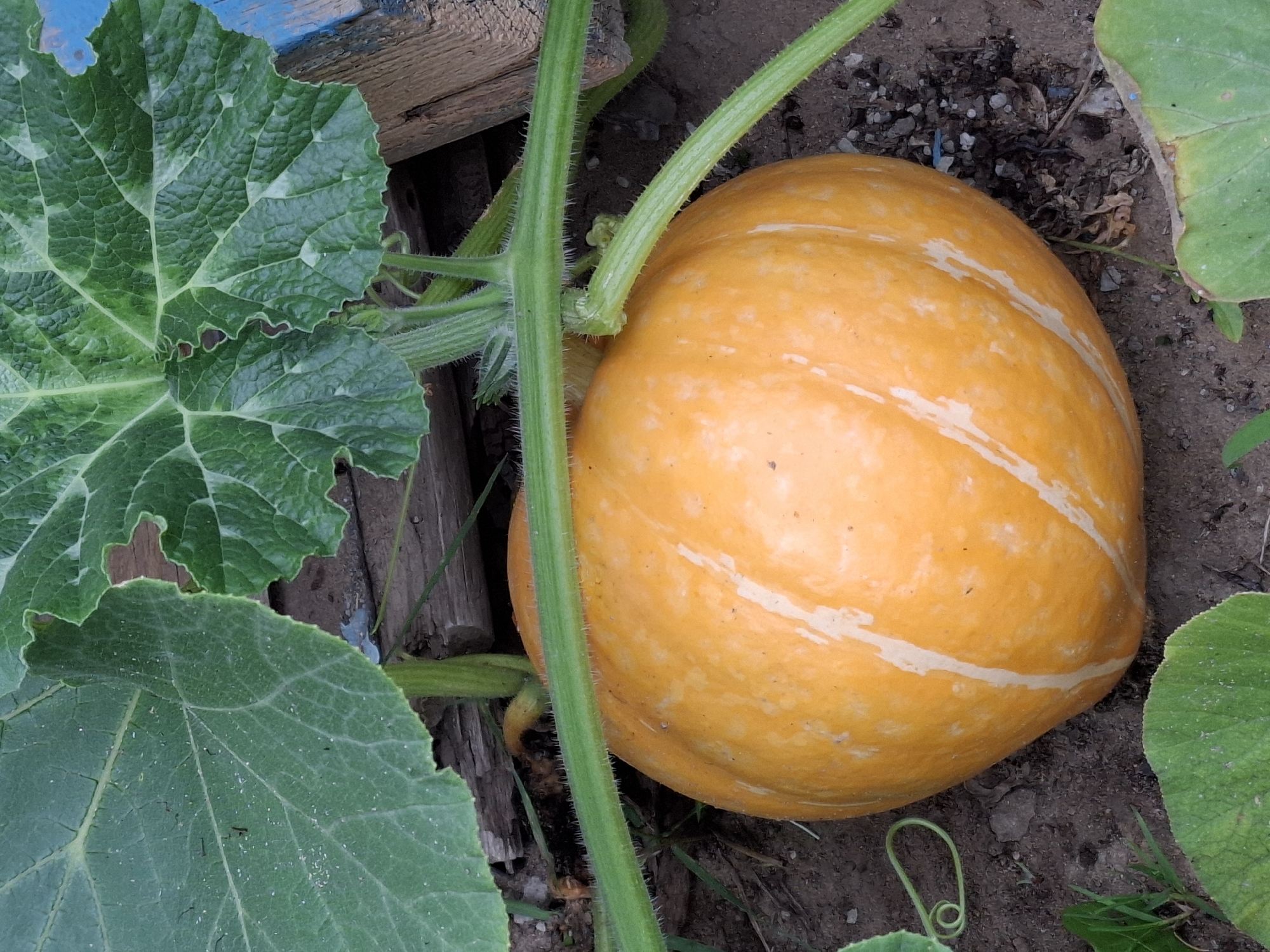 The image shows a close-up, overhead view of a ripe pumpkin growing on a vine. The pumpkin is a vibrant orange with lighter yellow stripes running vertically around its curved surface. It is nestled amongst large, green, lobed leaves, which have a rough, textured appearance. A thick, fuzzy green stem runs diagonally across the frame, connecting to the pumpkin and extending out of view. The background consists of dark soil with small pebbles and some dried leaves, suggesting an outdoor garden setting. In the upper left and right corners, glimpses of weathered wooden planks with blue paint are visible, possibly part of a garden structure or fence. The lighting suggests it is daytime, with no strong shadows indicating a specific time of day. No people, animals, or text are present in the image. The focus is solely on the natural elements of the growing pumpkin and its surrounding foliage.