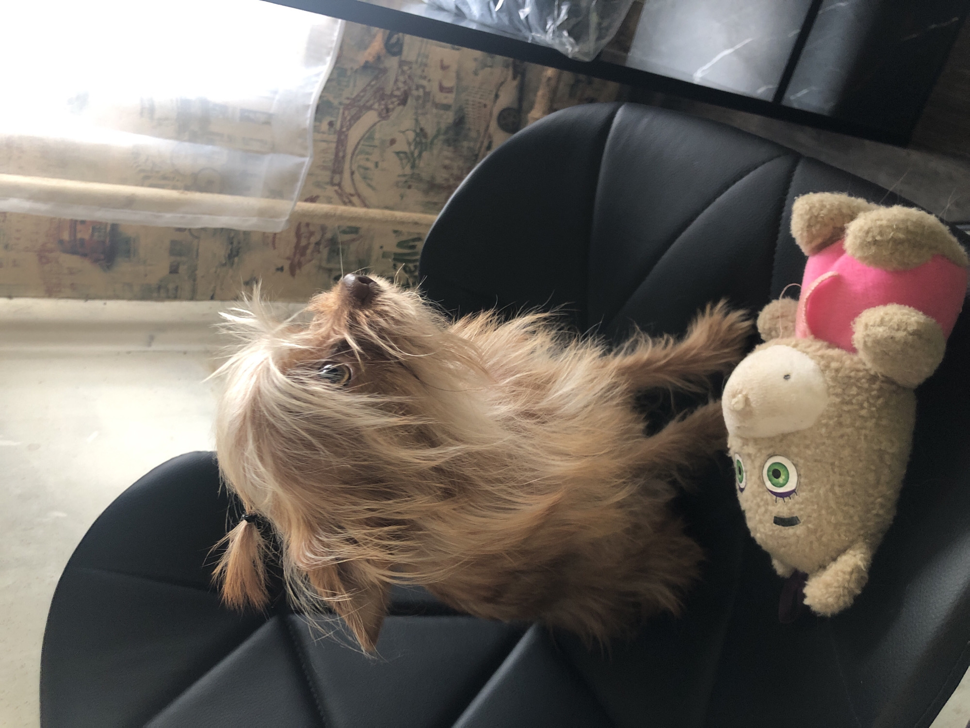 A small, fluffy, tan-colored dog with its fur styled into two small ponytails sits on a black leather chair. In front of the dog lies a plush toy with green eyes and a pink body. The dog appears to be looking to the right, with its ears perked up. The background shows a window with light filtering through curtains, and a wall with a patterned wallpaper. The scene is indoors, suggesting a domestic setting. The image is taken from a medium angle, capturing the dog from its chest up. There are no identifiable landmarks or clues within the image that would suggest a specific location in Moscow, Russia.