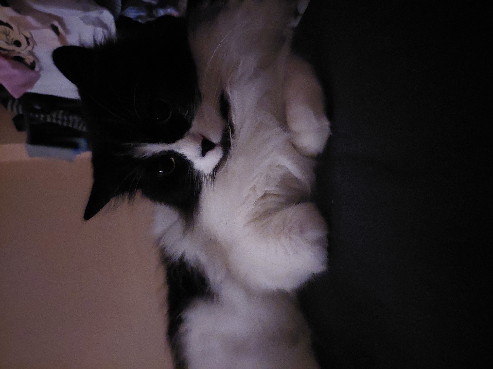 A black and white cat is lying on its back. The cat's head is turned towards the camera. The cat's front paws are raised near its chest. The background is dark, with a lighter area to the left. There is no indication that this photo was taken in Plovdiv, Bulgaria.