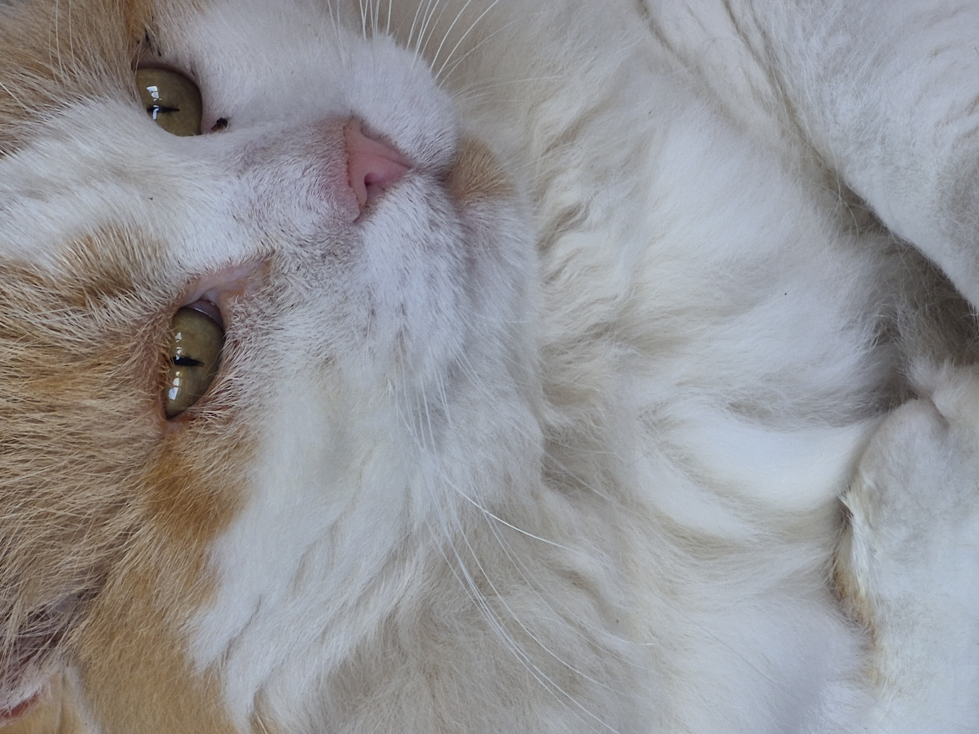 A close-up, eye-level, portrait of a white and orange cat's face. The cat's eyes are a light green with vertical pupils, and its nose is a bright pink. The cat has prominent white whiskers. The background is a soft blur of white and tan fur. The scene is an indoor environment, with no discernible city or specific location details.
